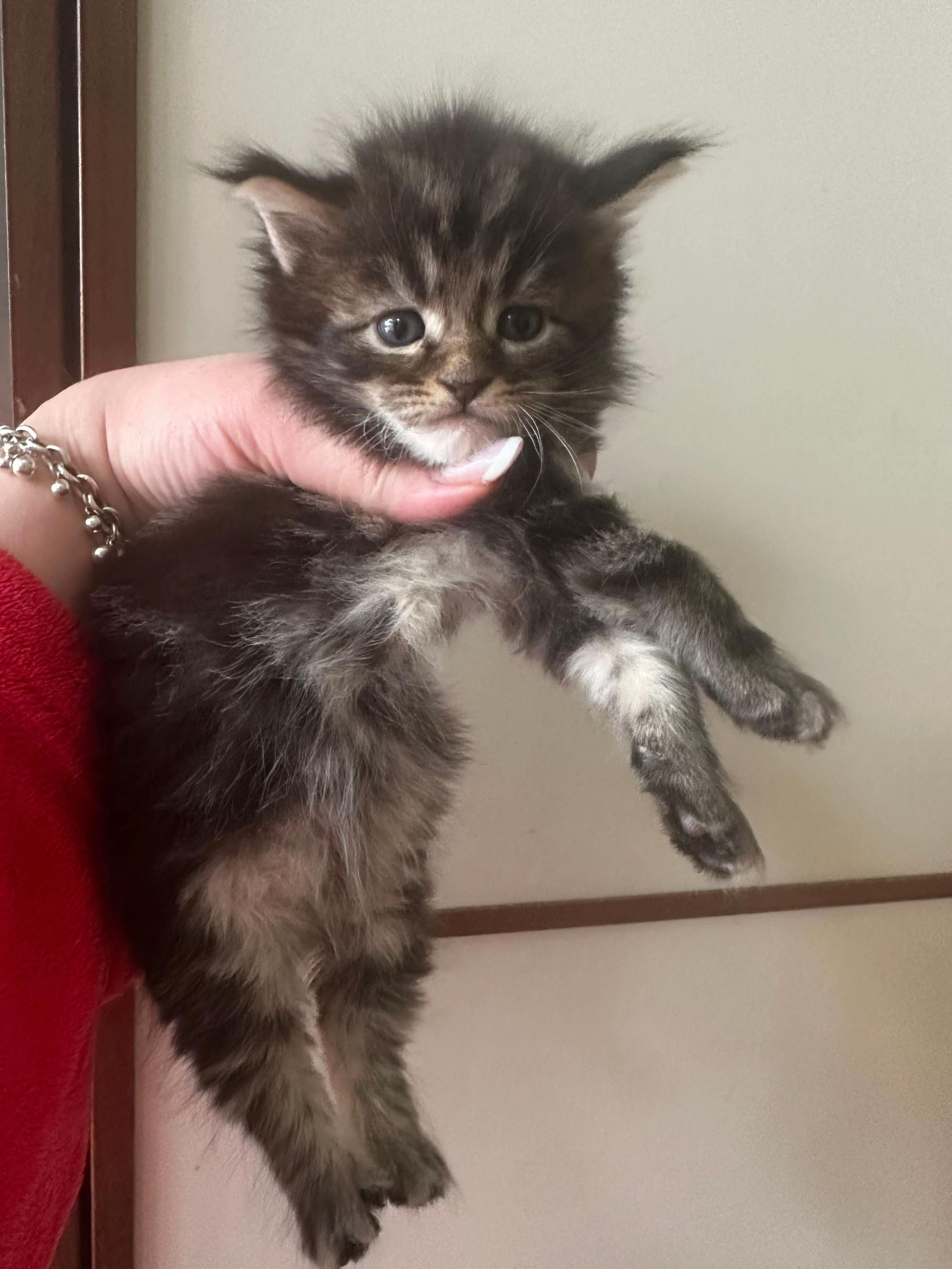 @PARAKENTOS*UA Maine coon