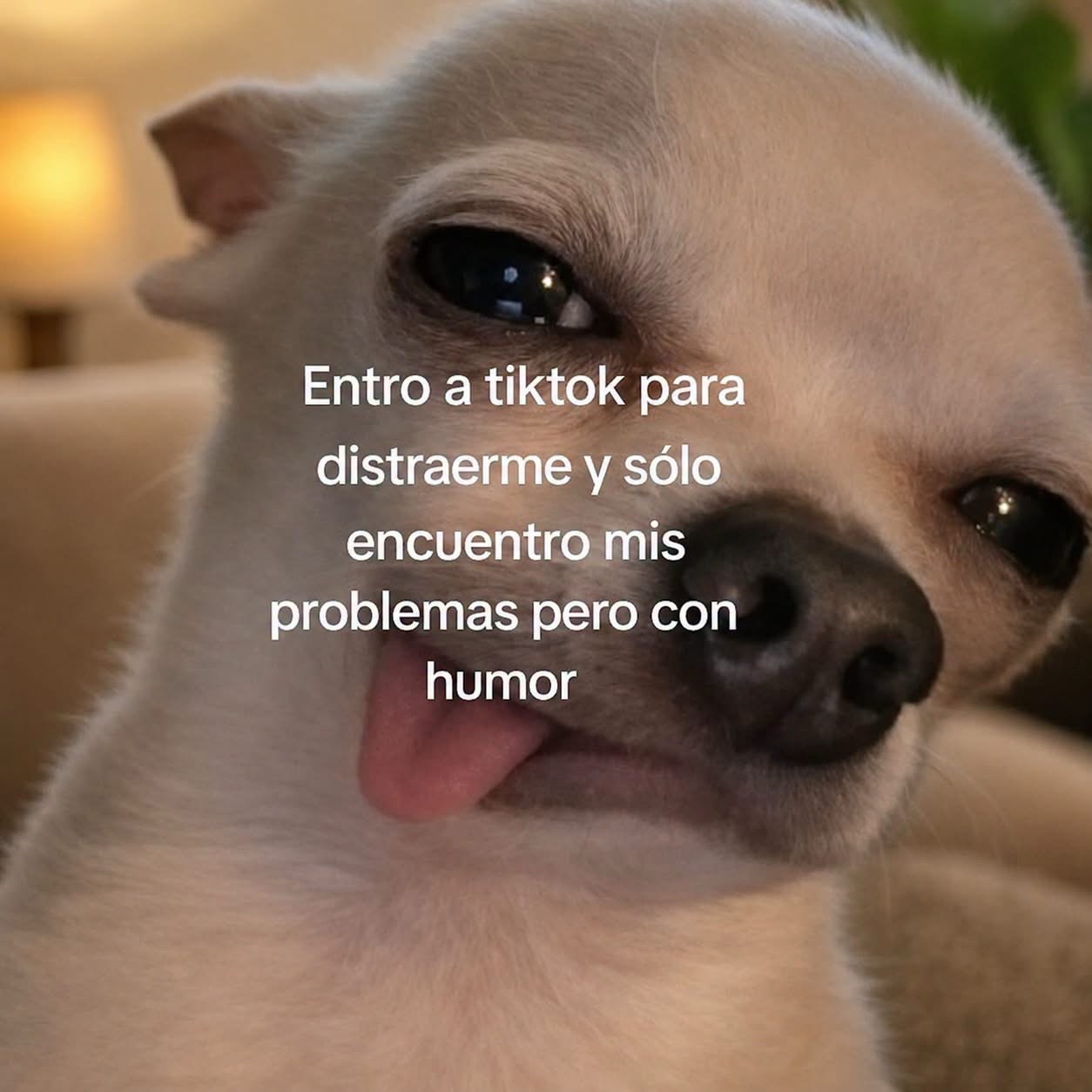 @LISA ROMERO 𑣲
