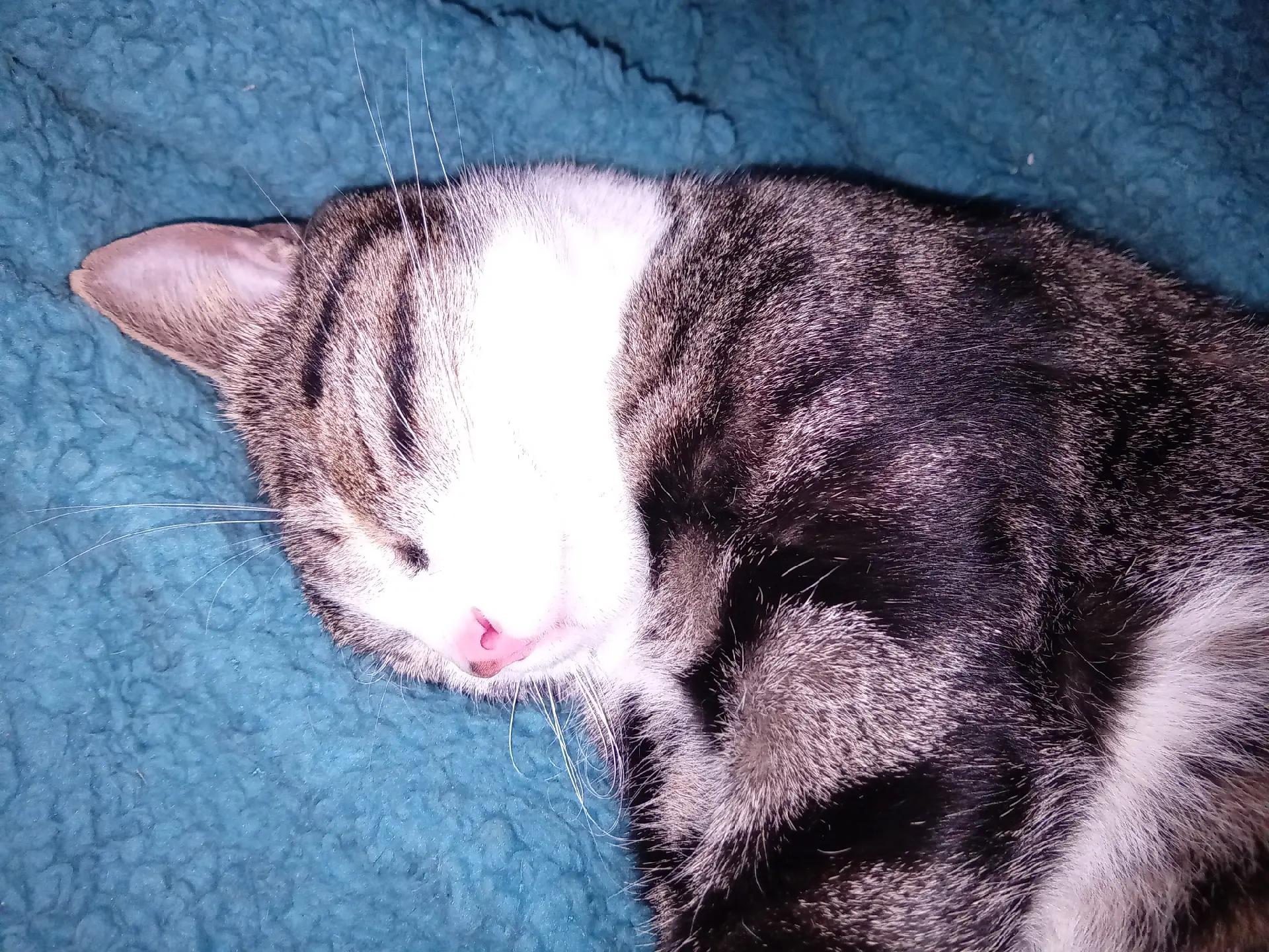 @🐈&zwj;⬛fusa01