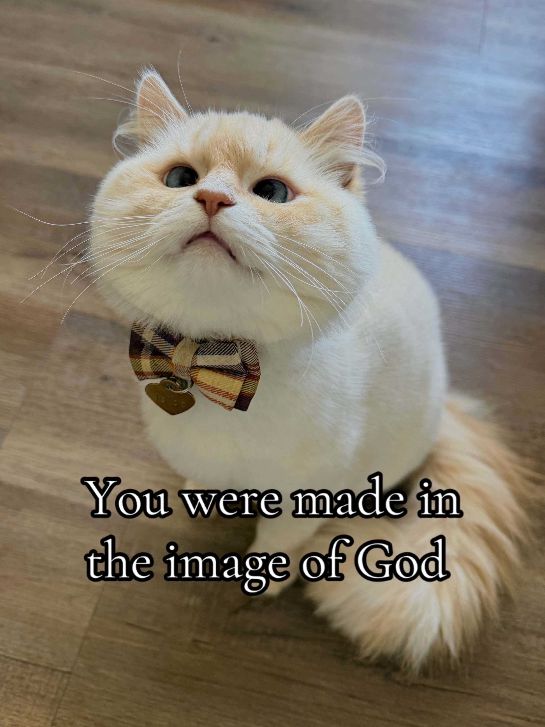 @jaredthecrosseyedcat