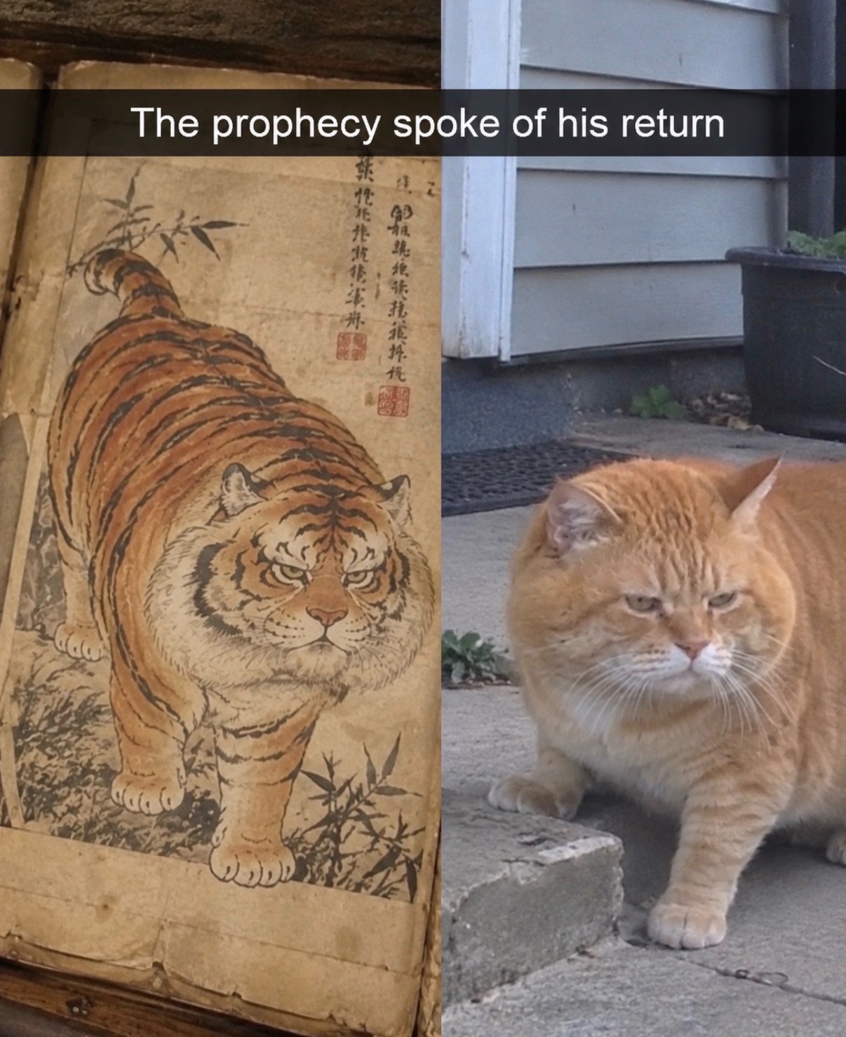 @cat memes