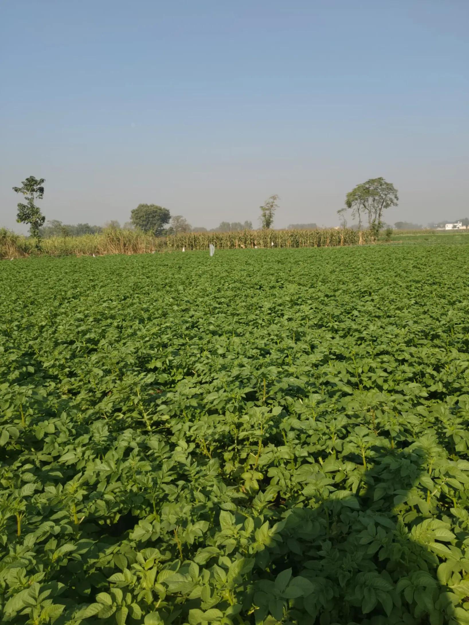 @Pakistan Kisan T.V