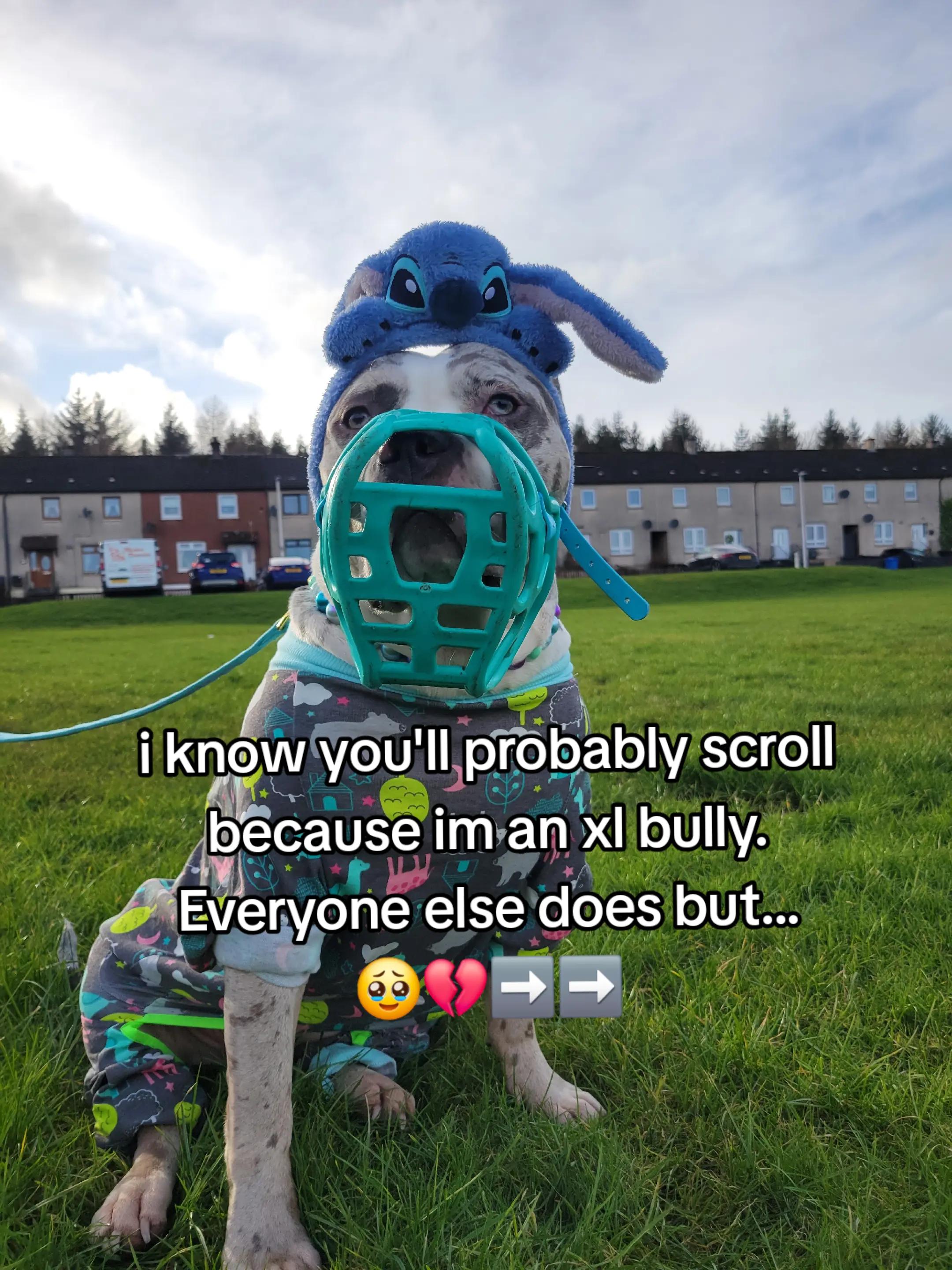@kirsty+starlight the xl bully