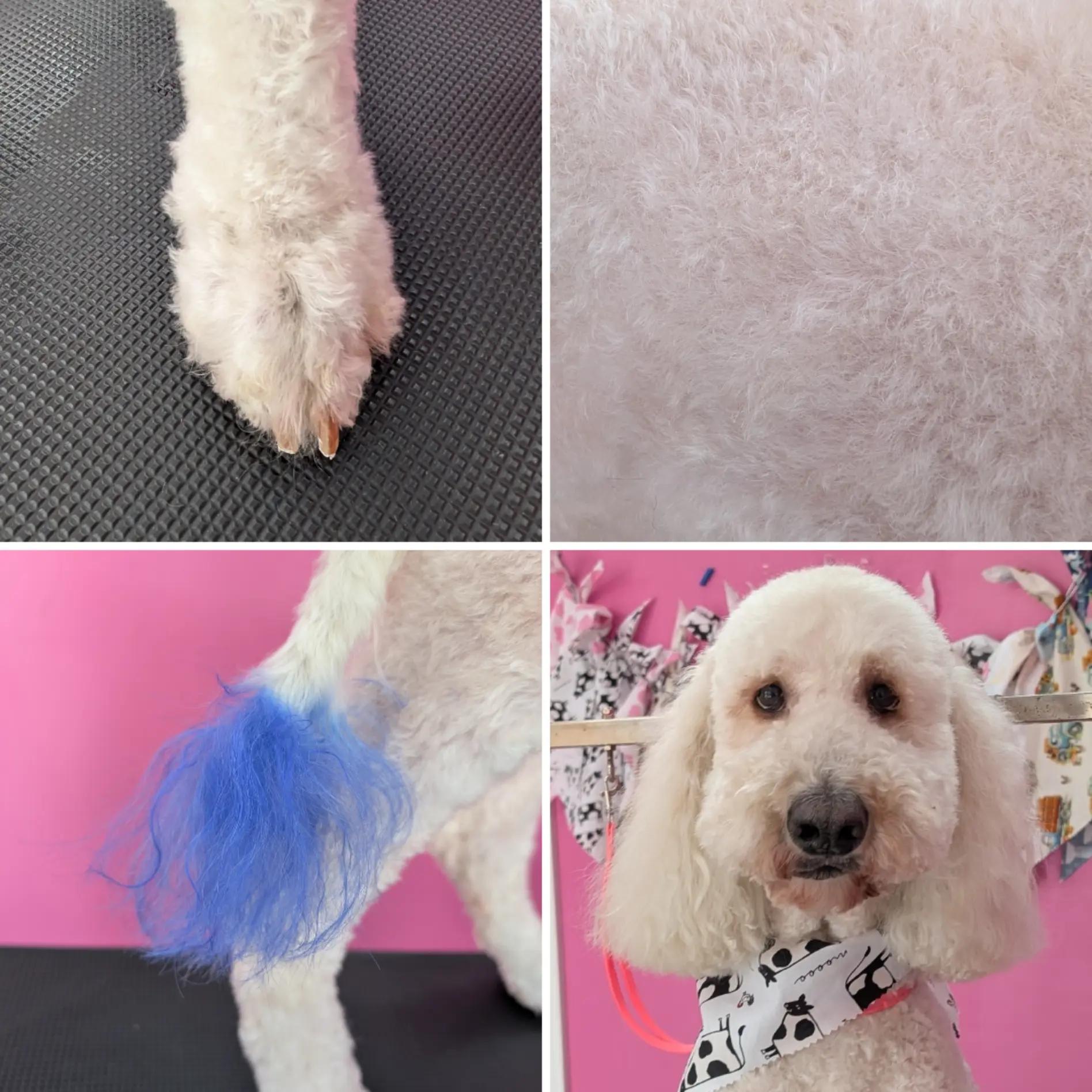 @bubulabapetgrooming