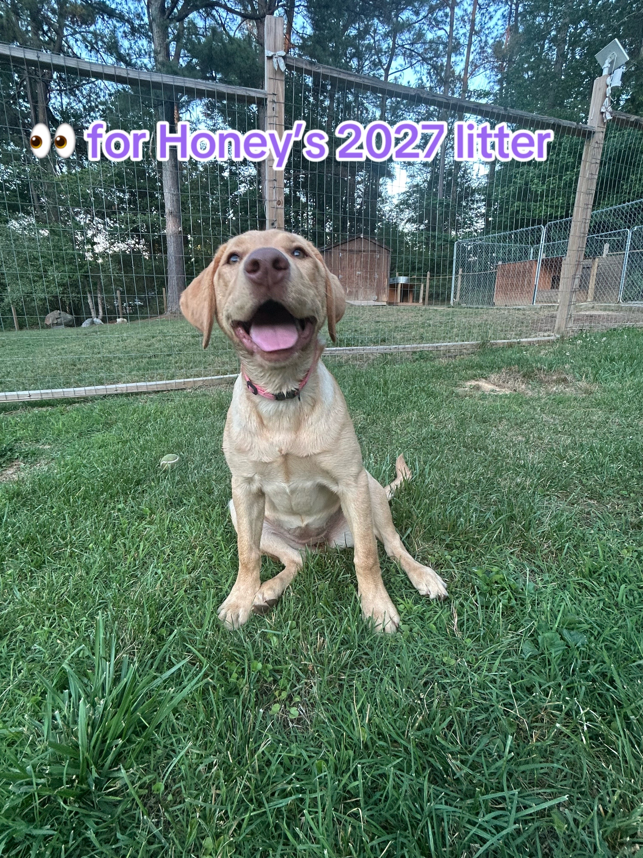 @Chocolate Labrador