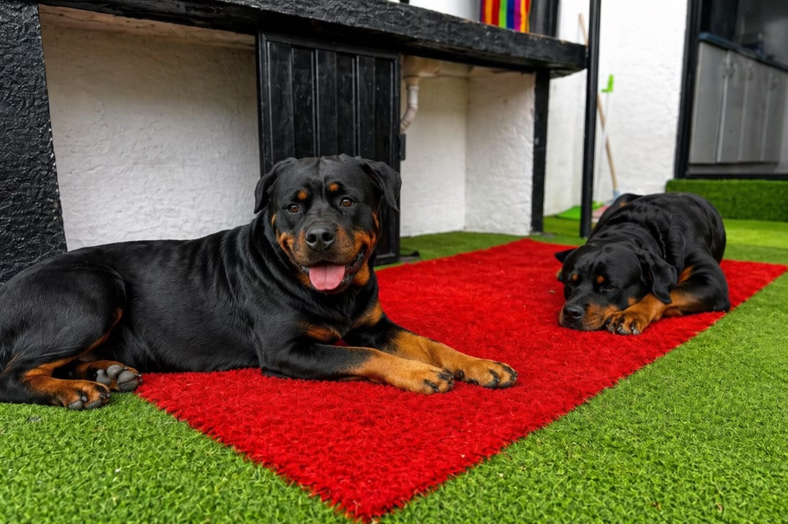 @I love DOGS