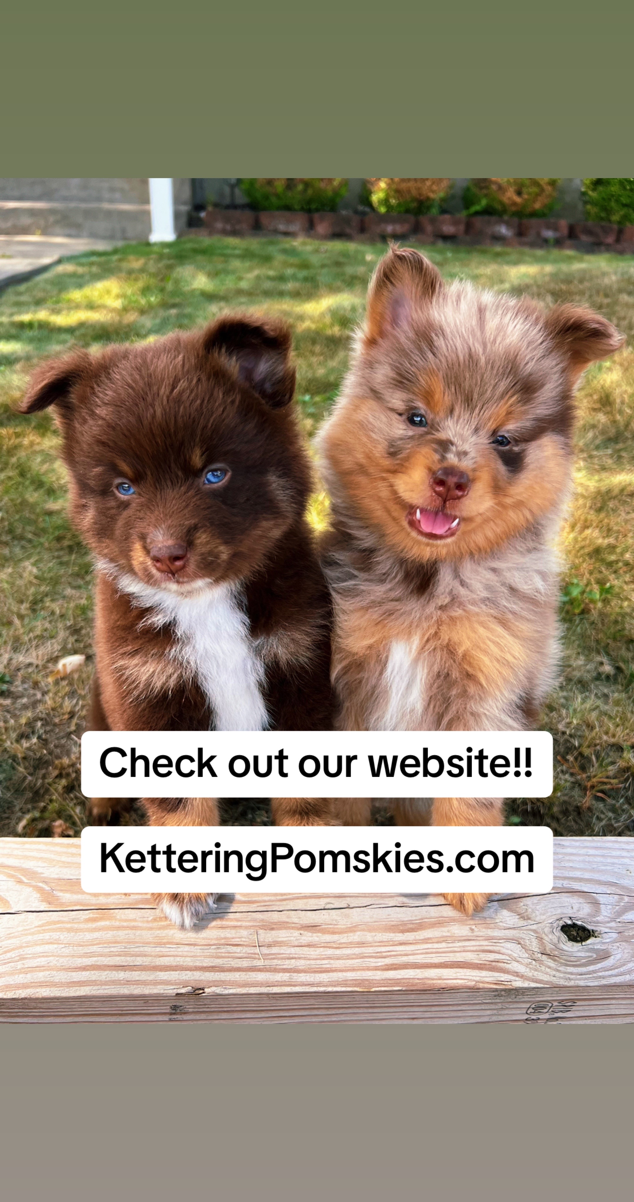 @Kettering Pomskies
