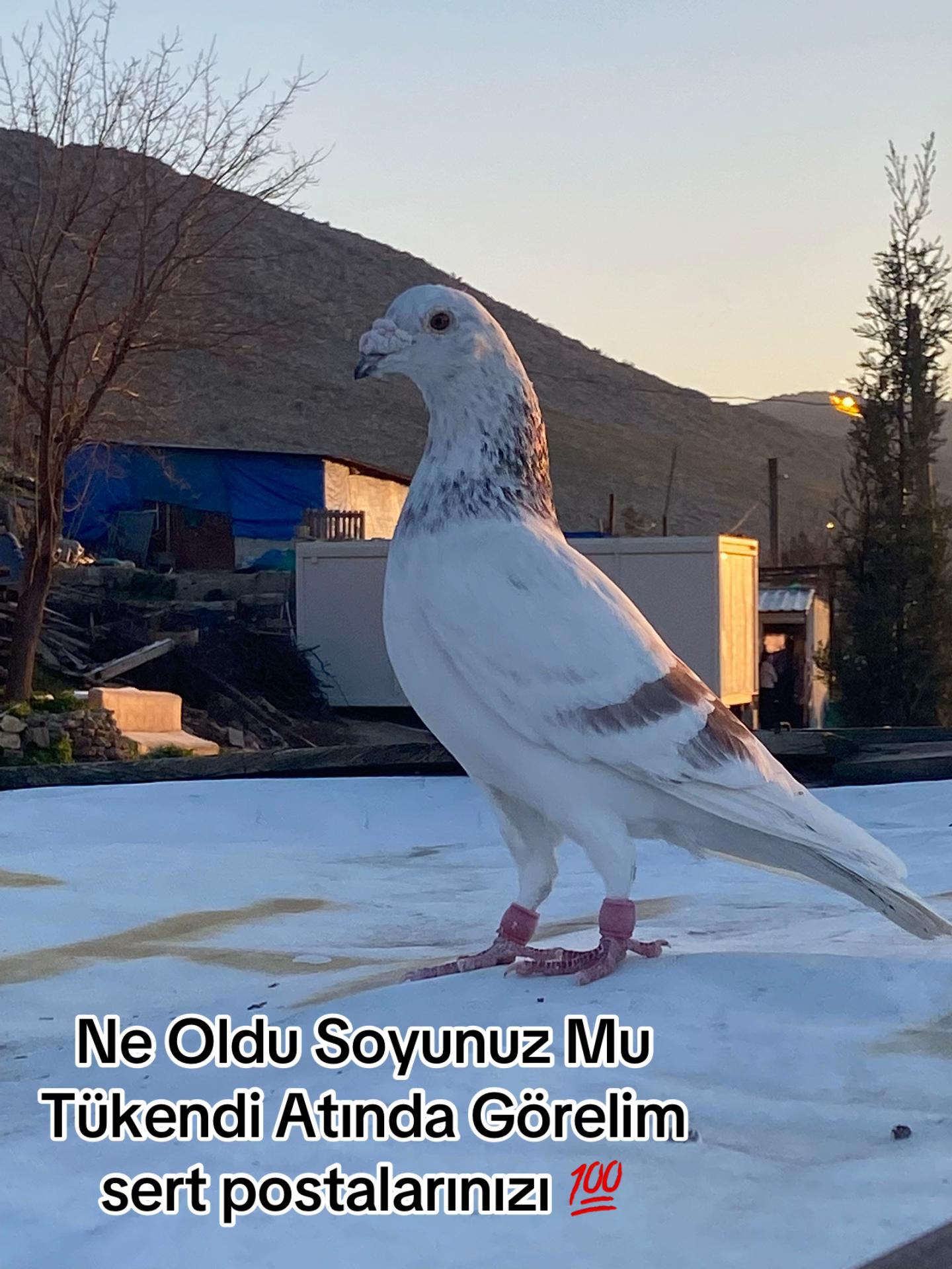 @başkoo♻️