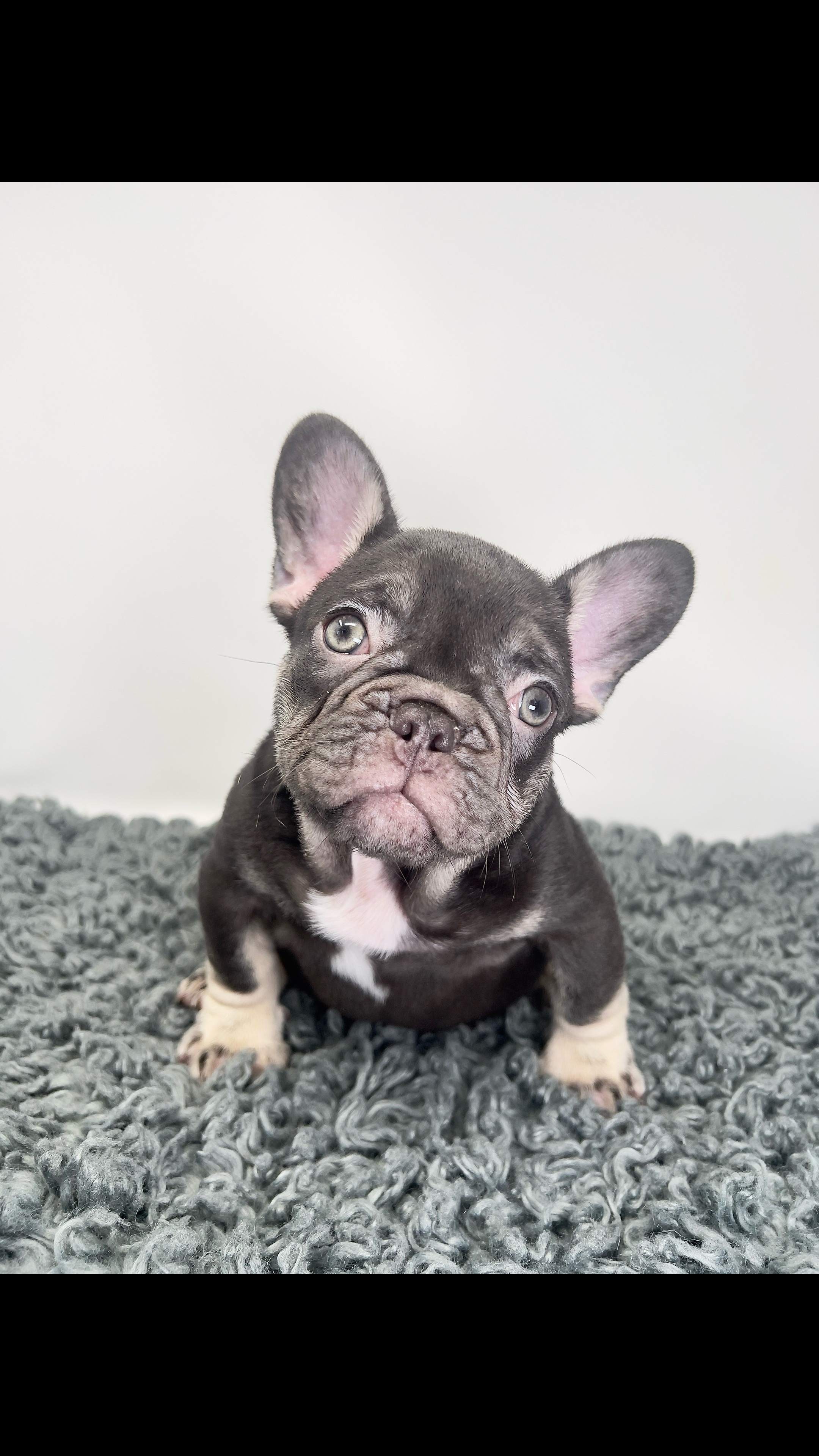 @Flatfacebullyz