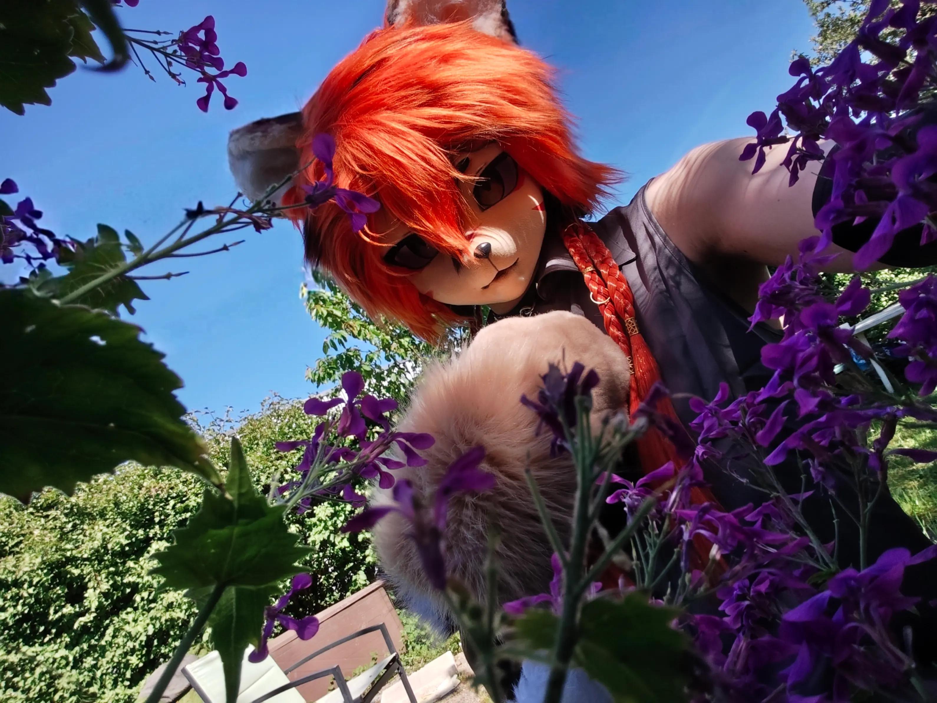 @🌸Neiko Fox🌸