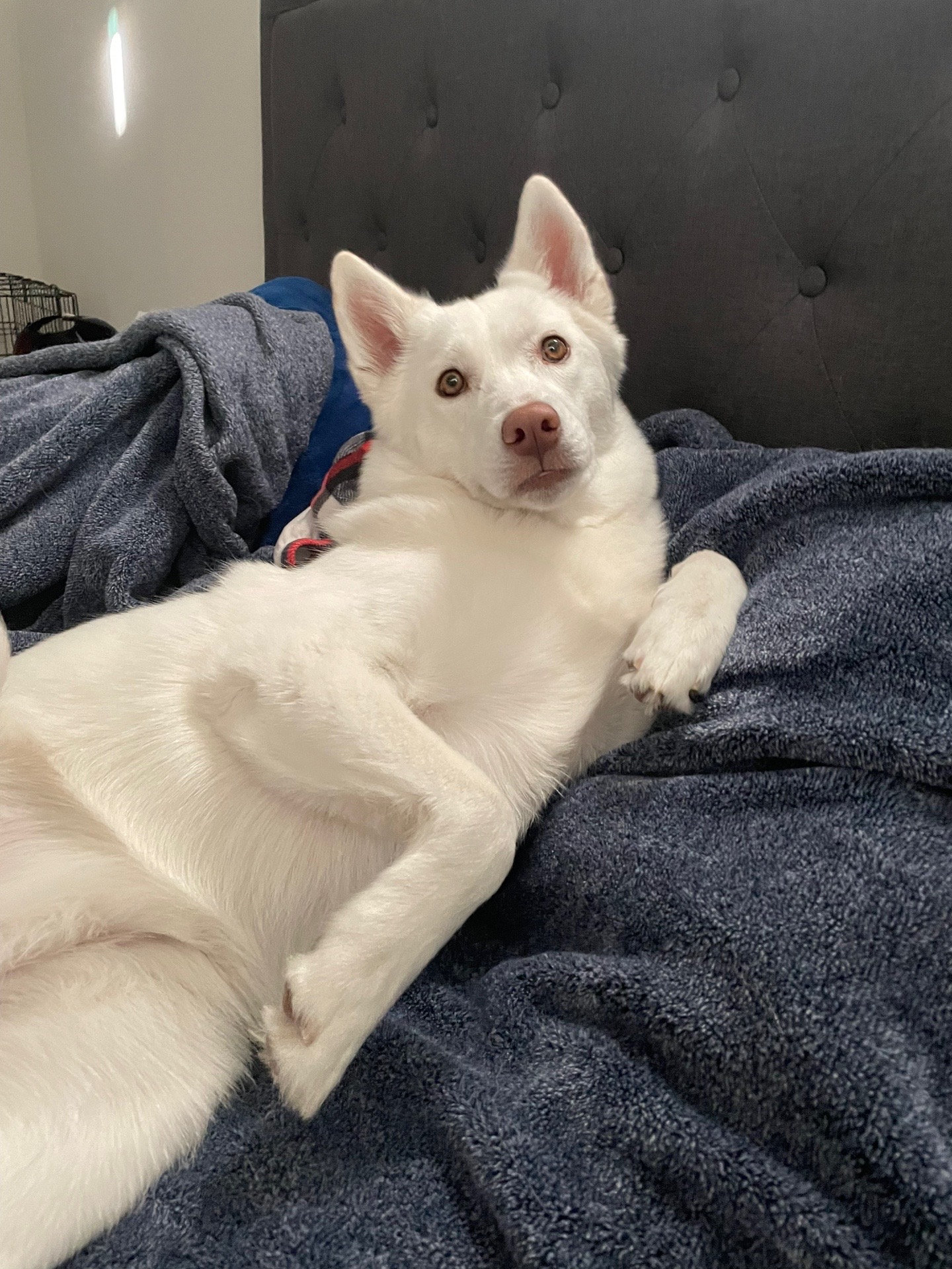 @Erza The Husky