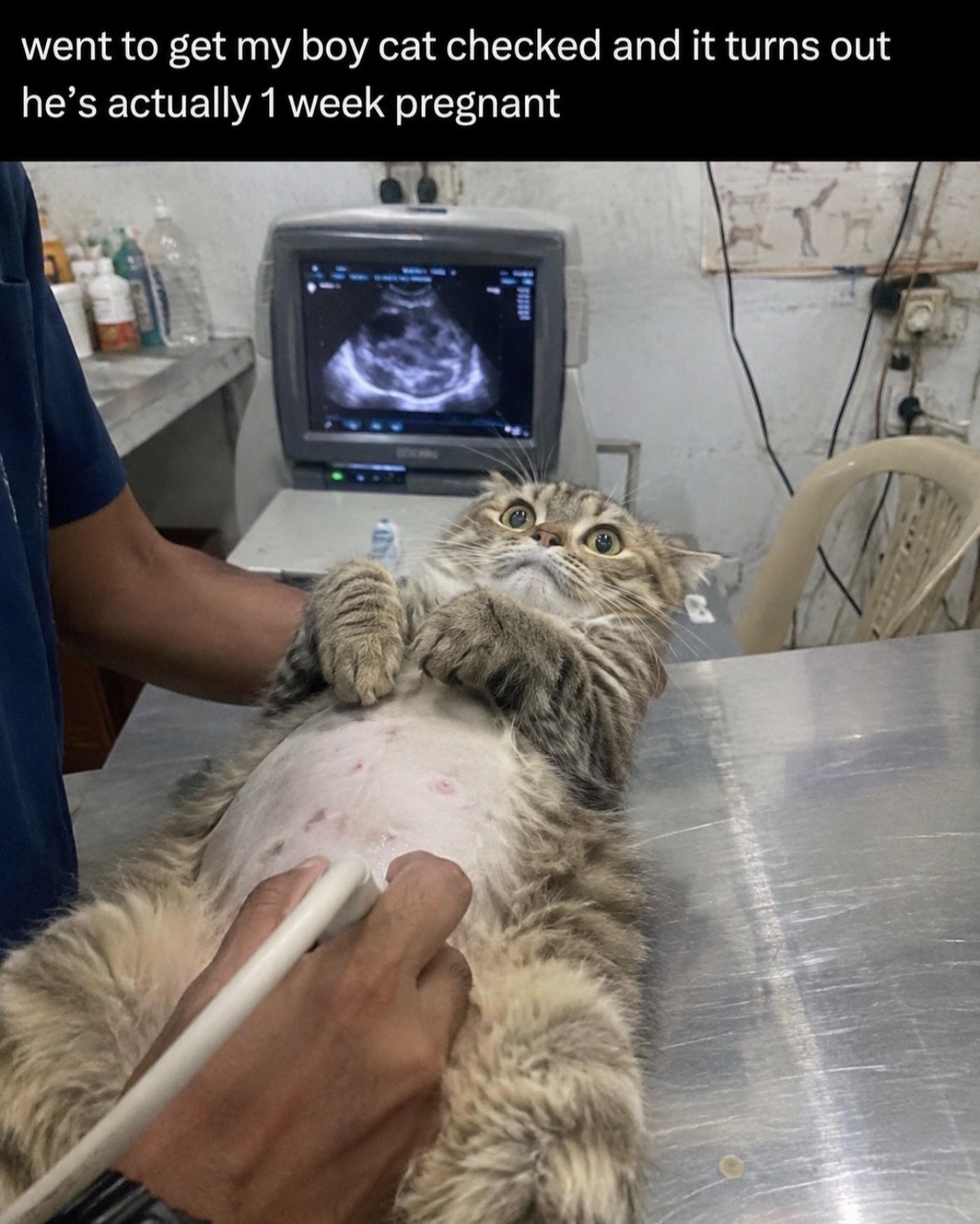 @cat memes