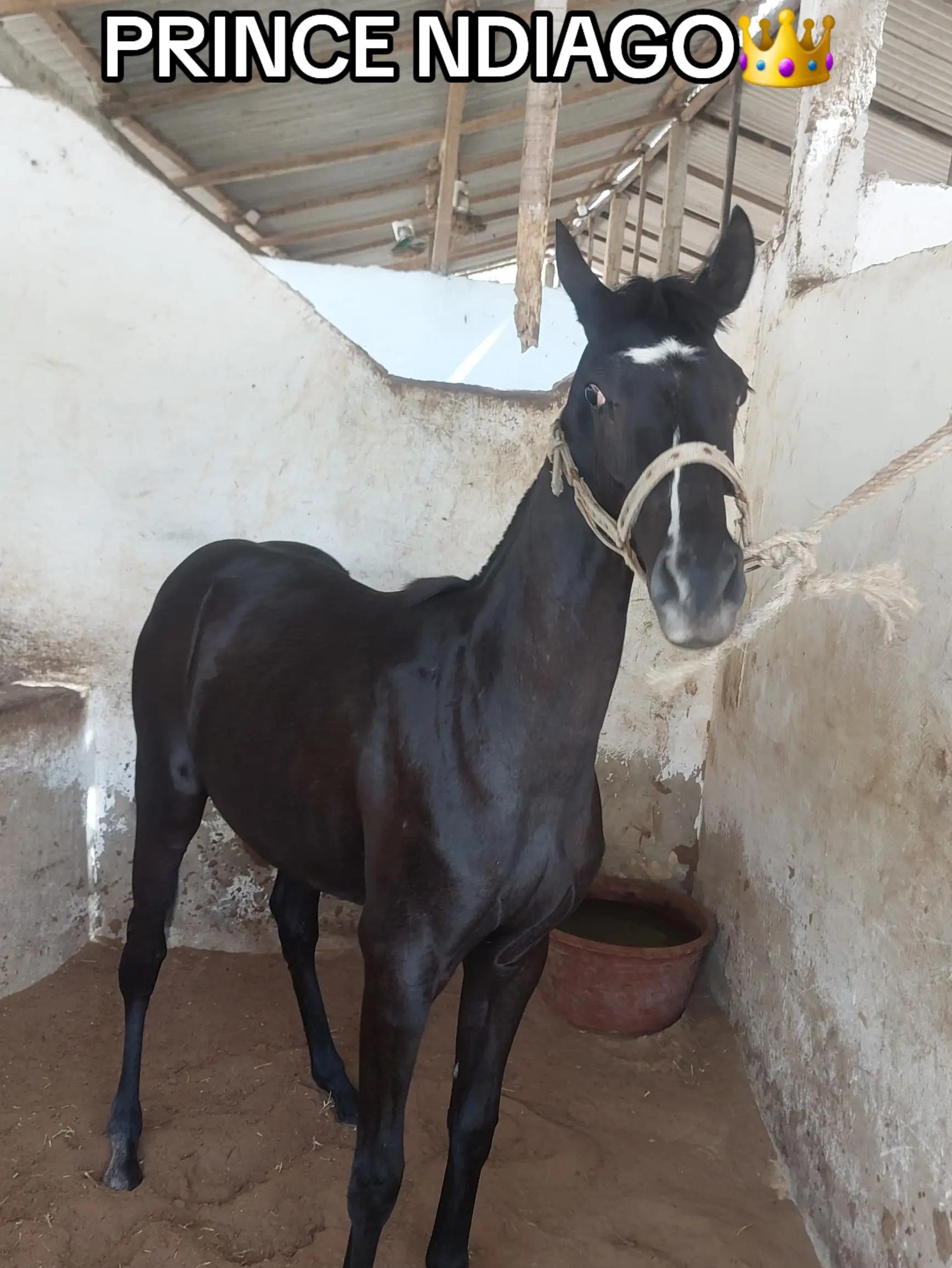 @Metzo🐎 bou tawfekh⚔️