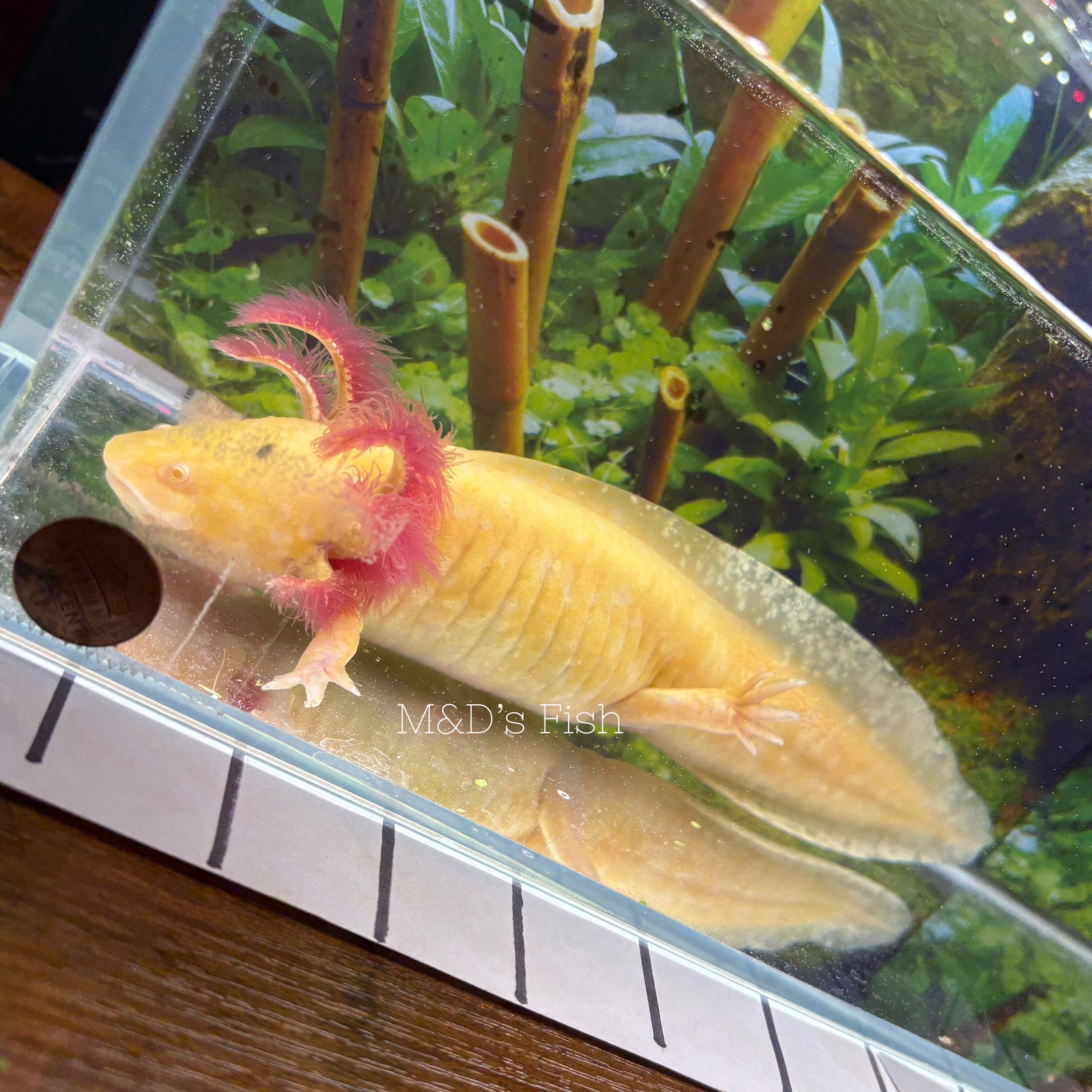 @🐠 M & D's Fish 🐠