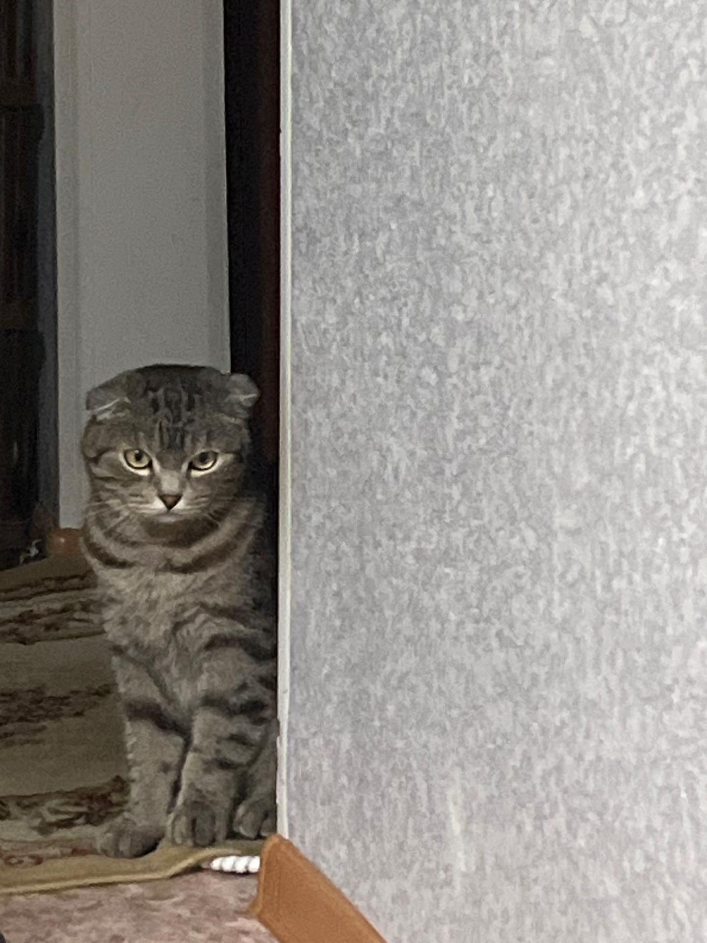 @лайф арсений