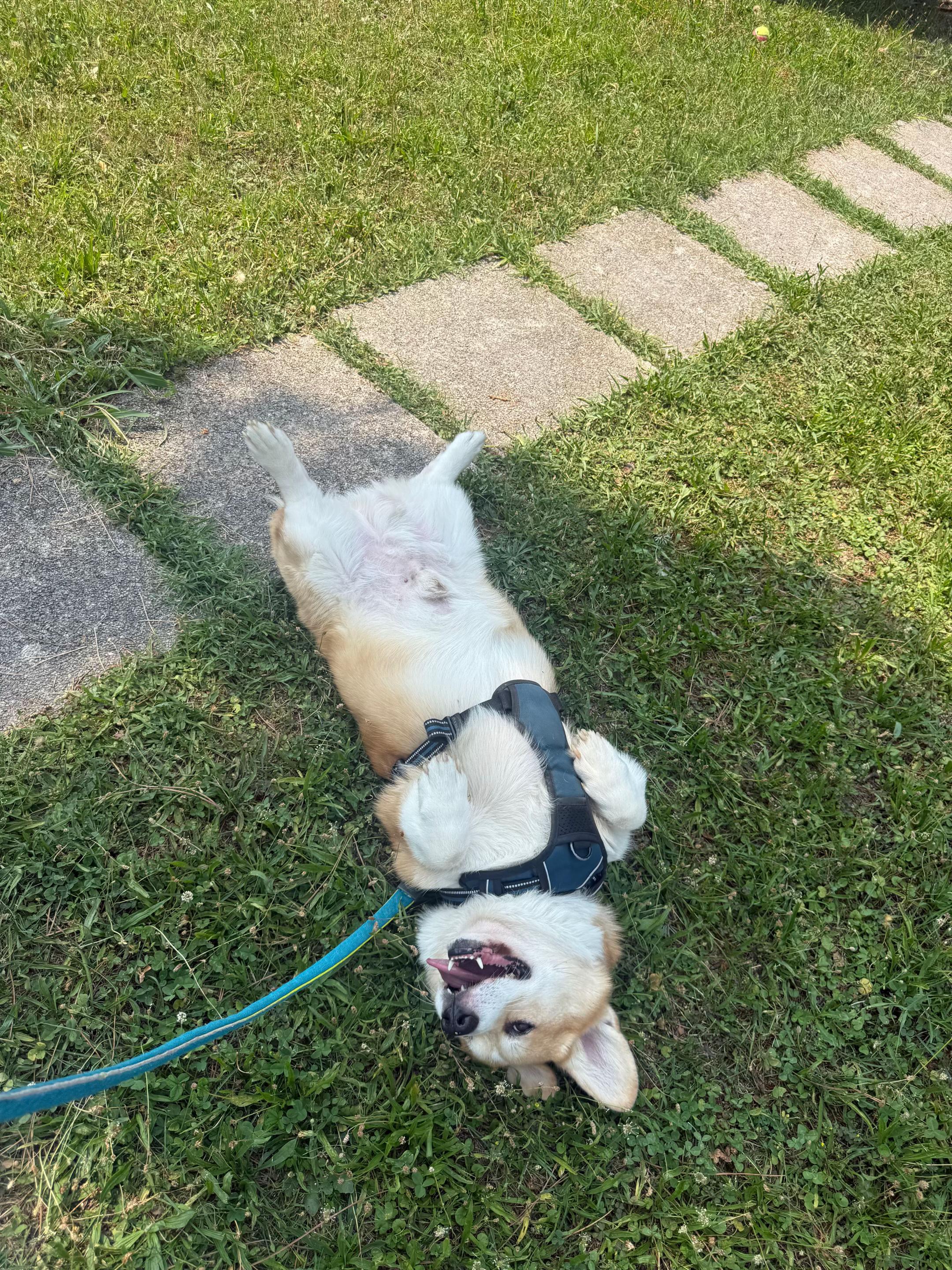 @Cheddar the Corgi
