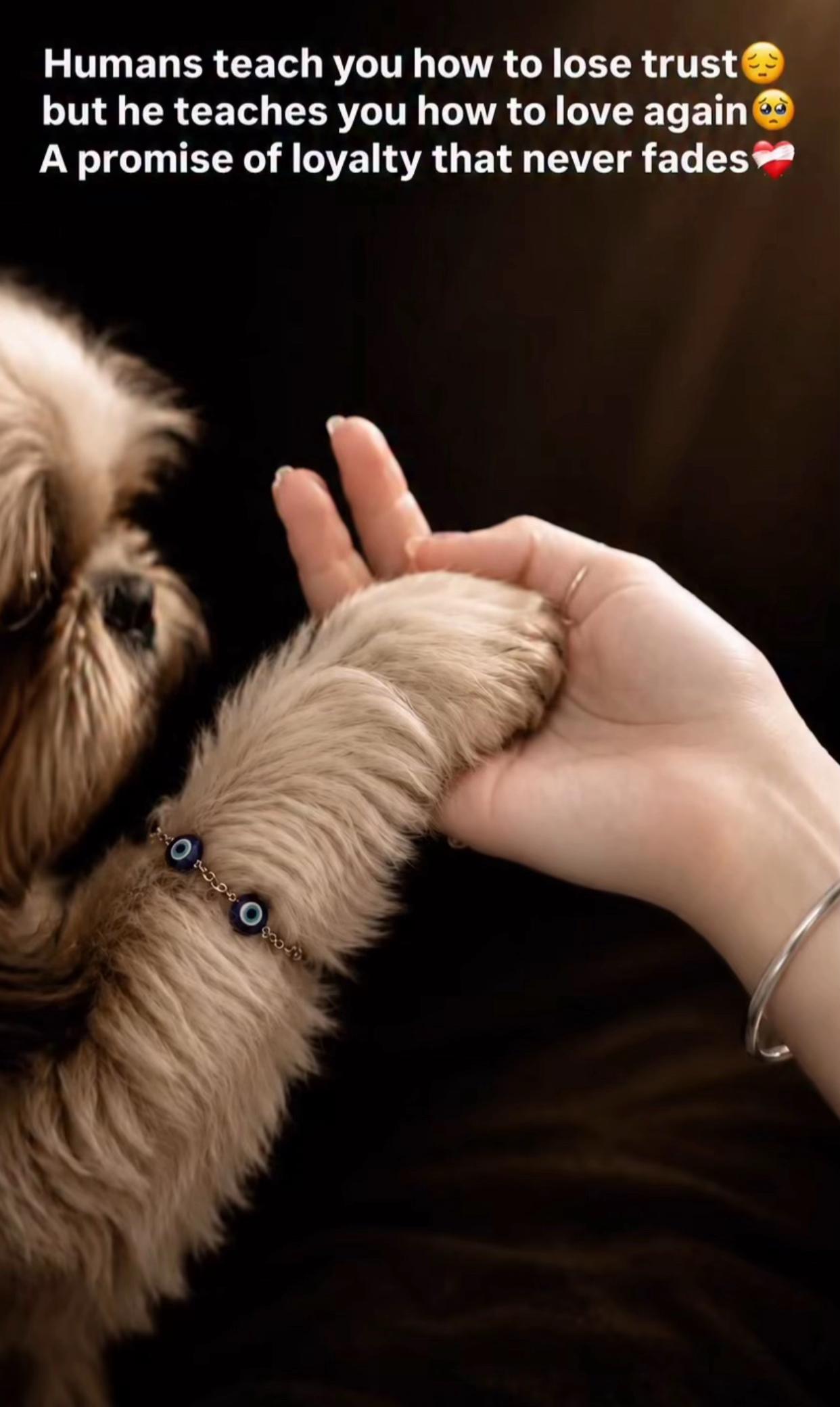 @Teacup Shih Tzu Puppies