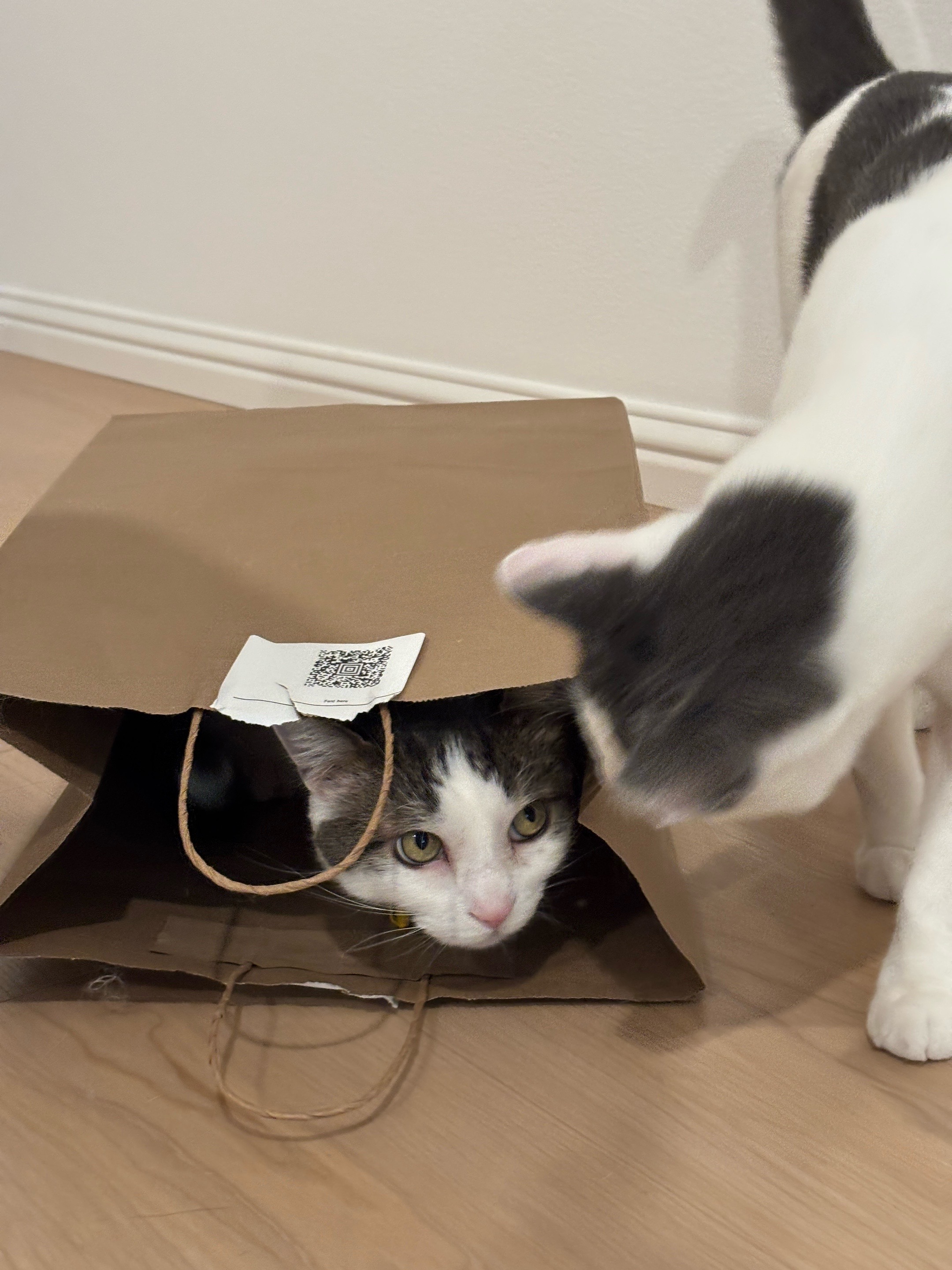 @Mimi Wawa Meow