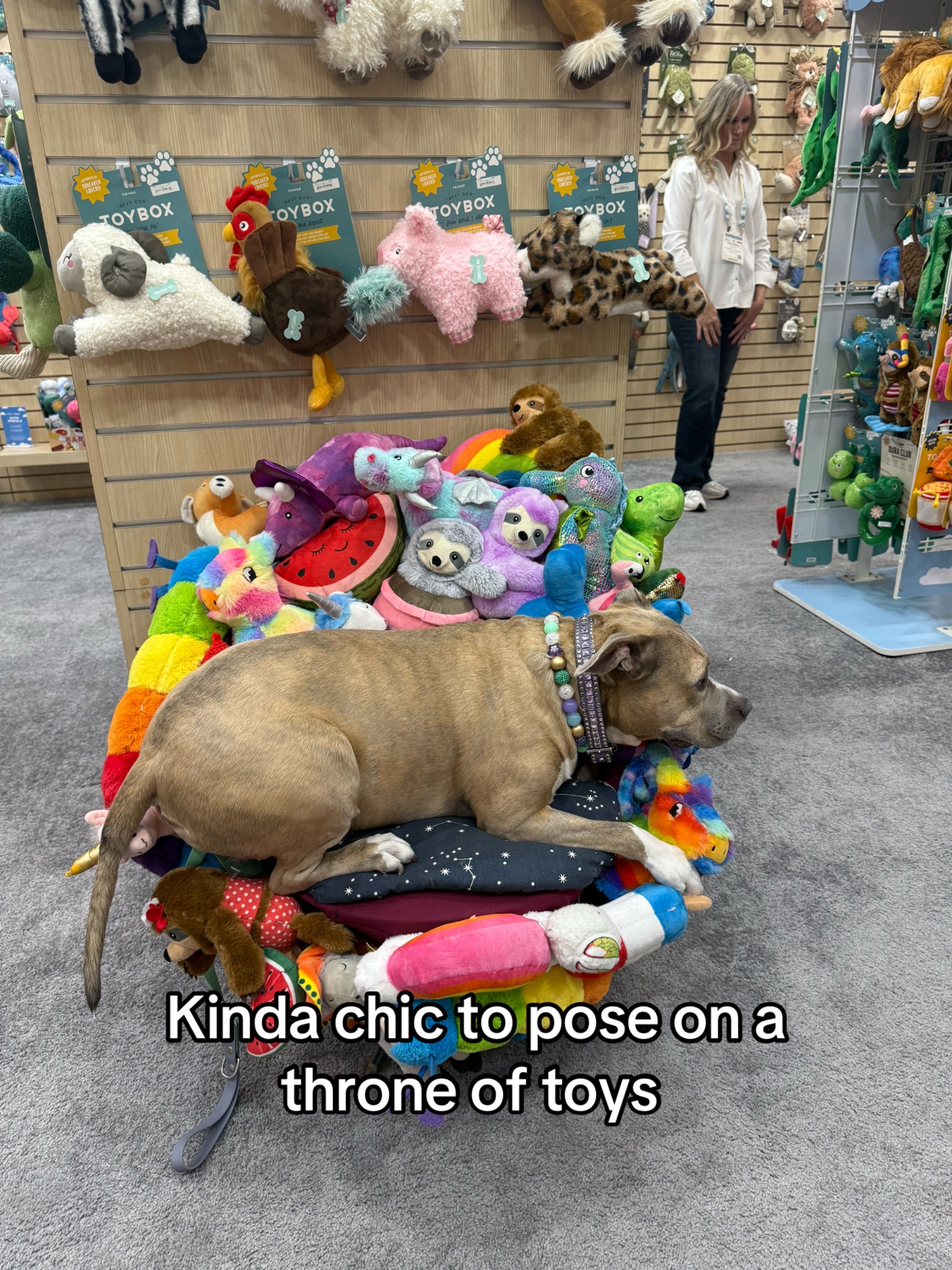 @Indie.pittie