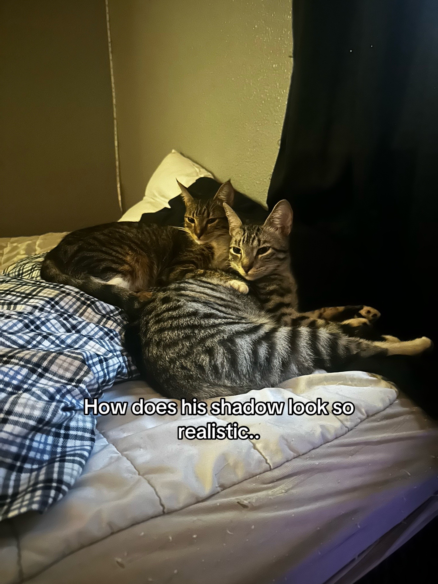 @dev
