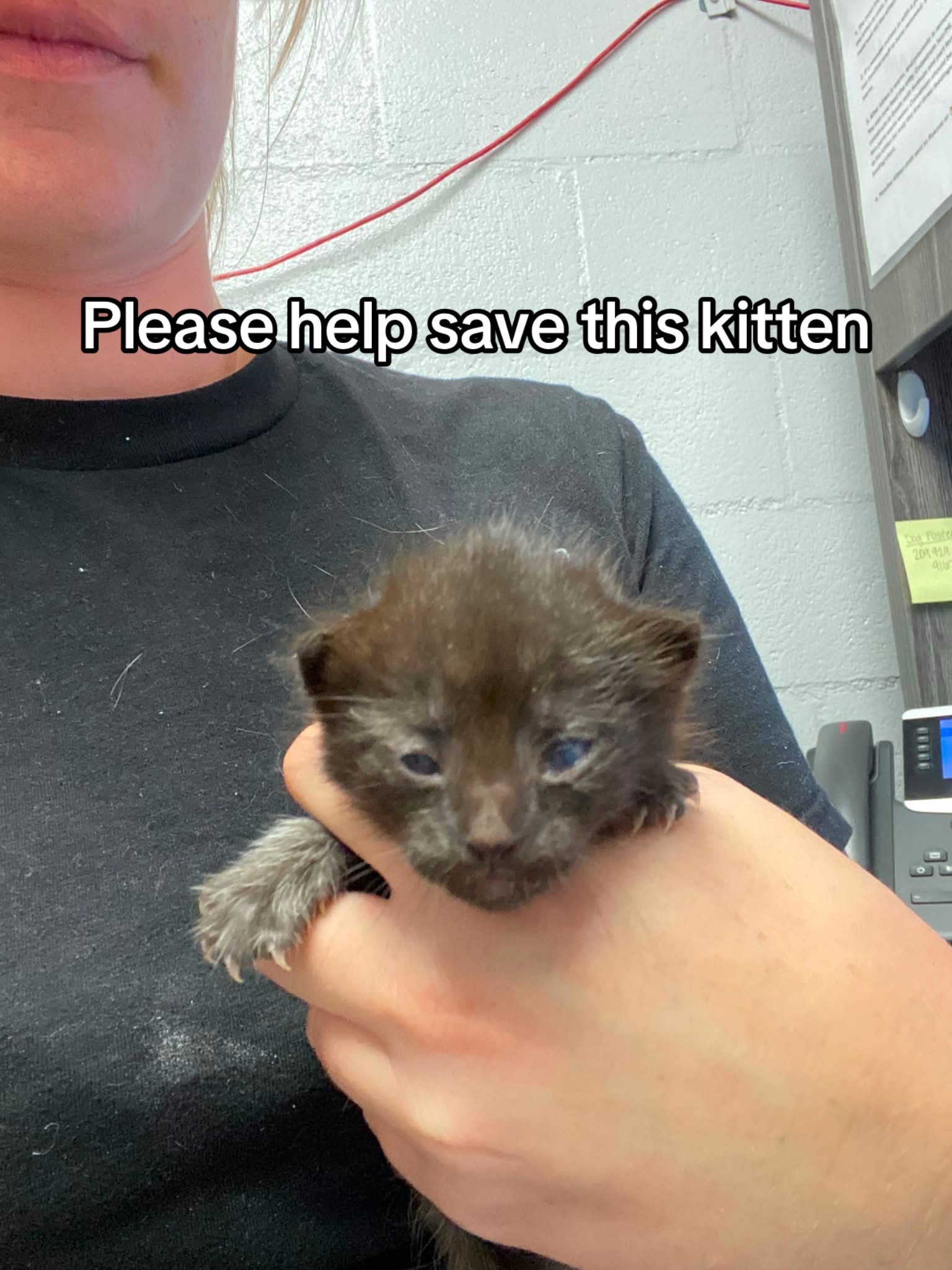 @the rescuers