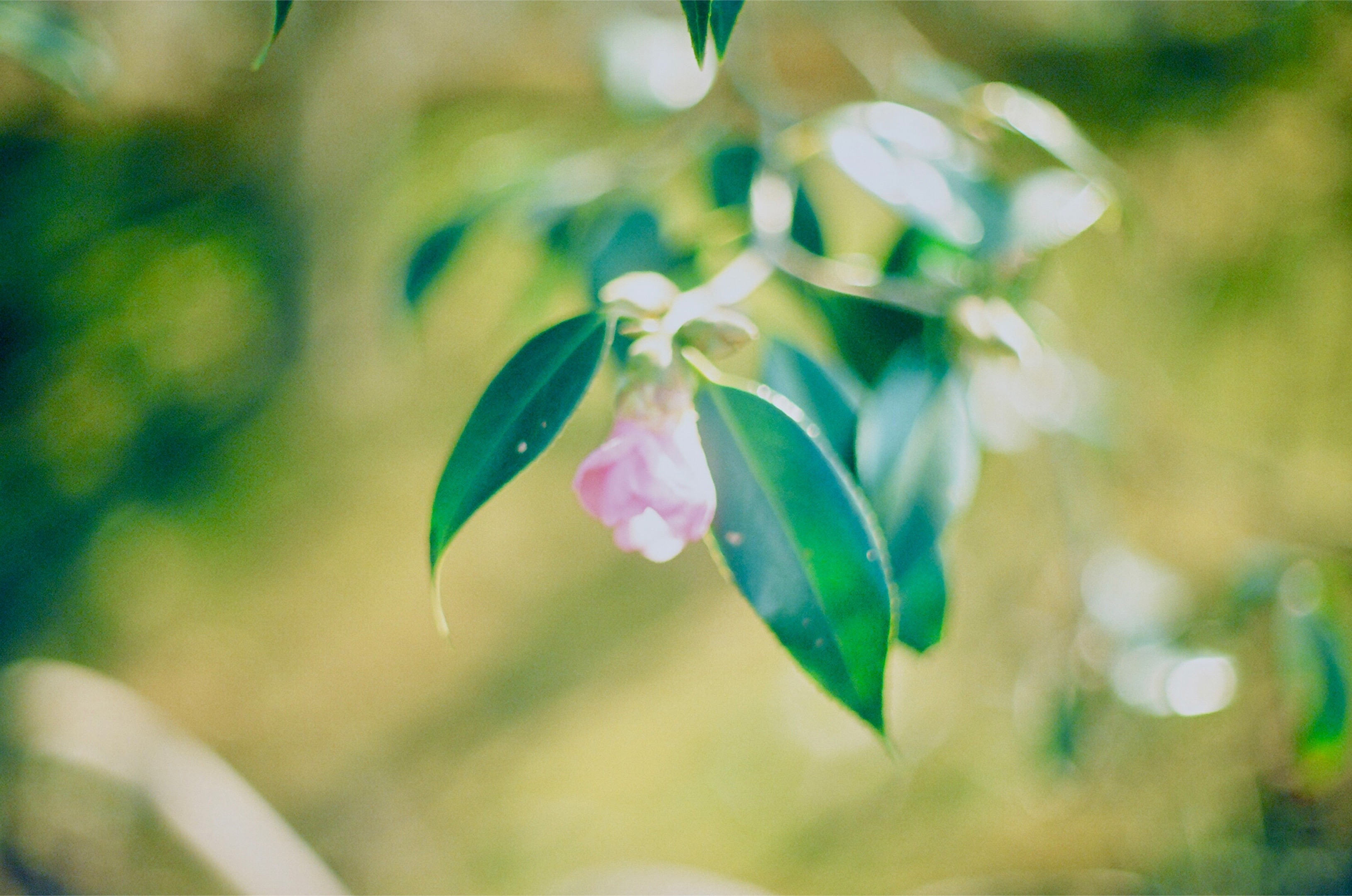 @nightbloomingtuberose