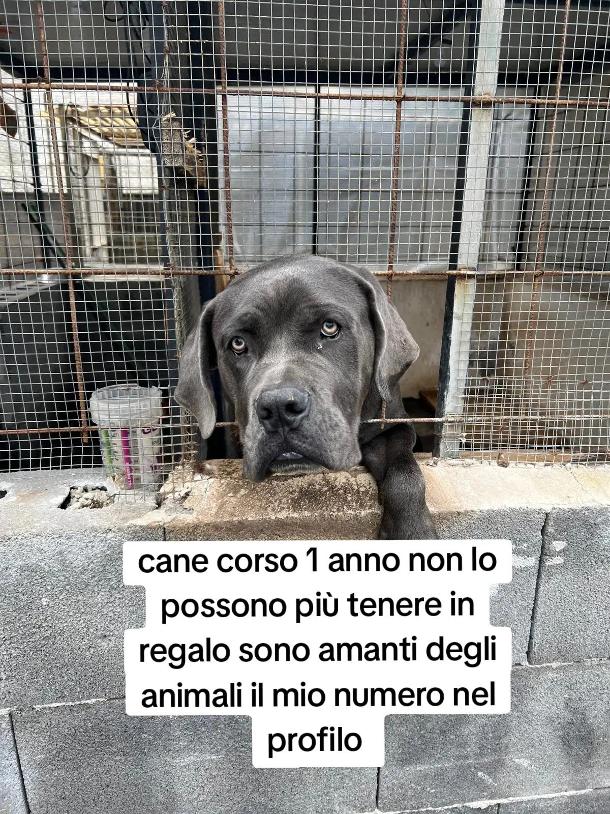 @⚠️ IL RE DEI BULLY ⚠️