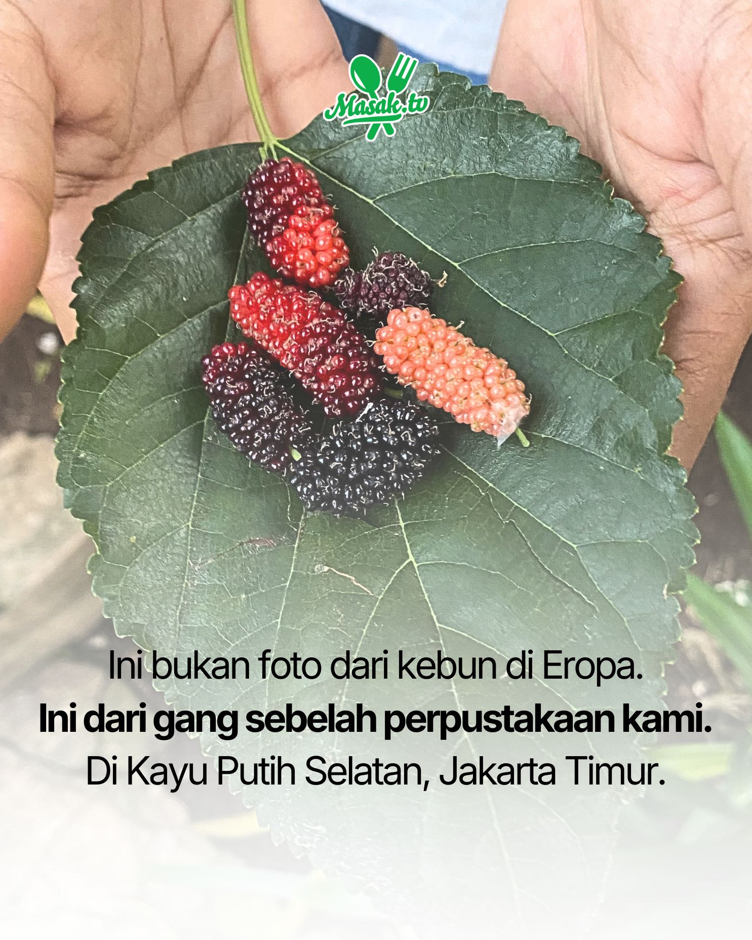 @MasakTV