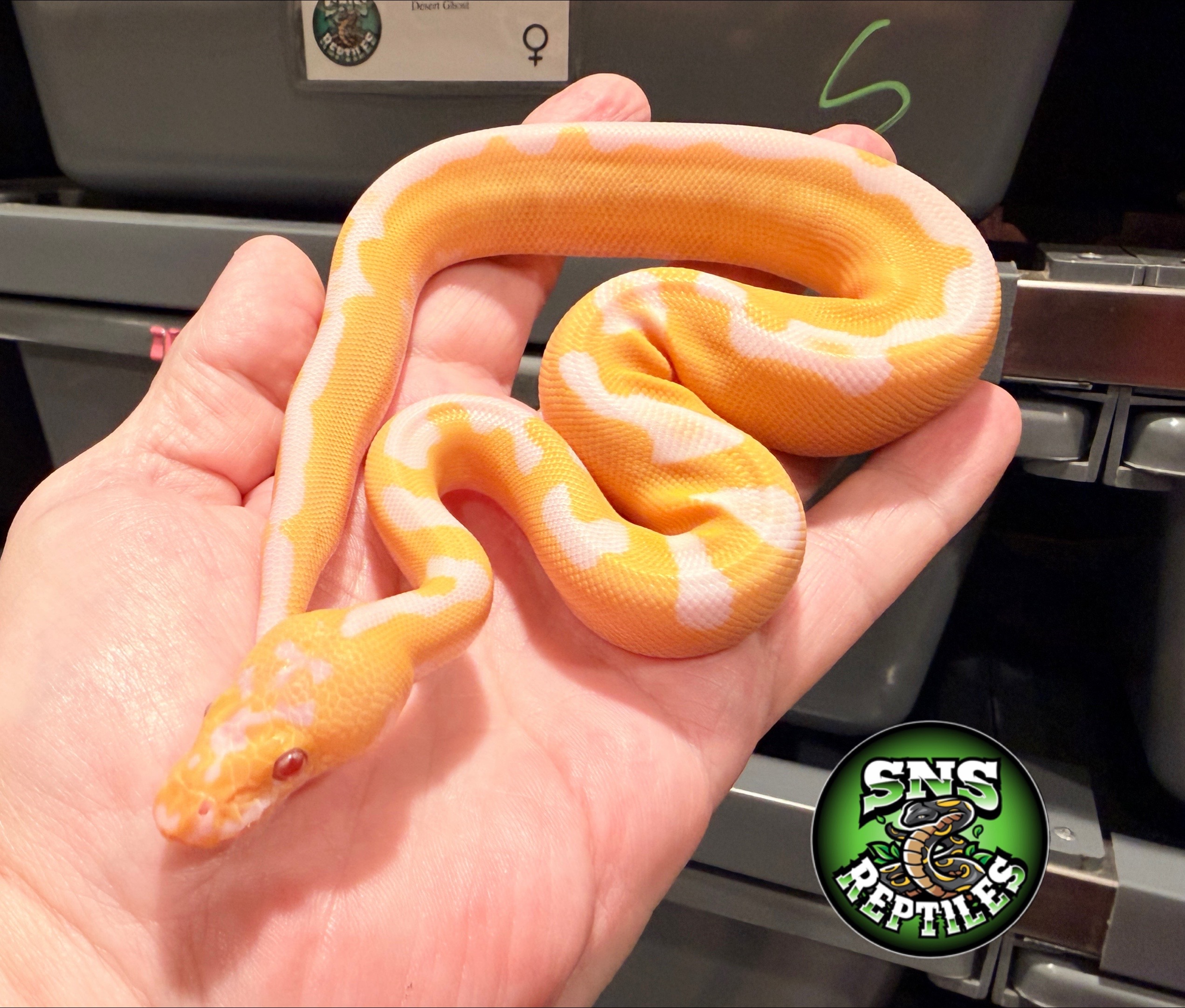 @SNS Reptiles