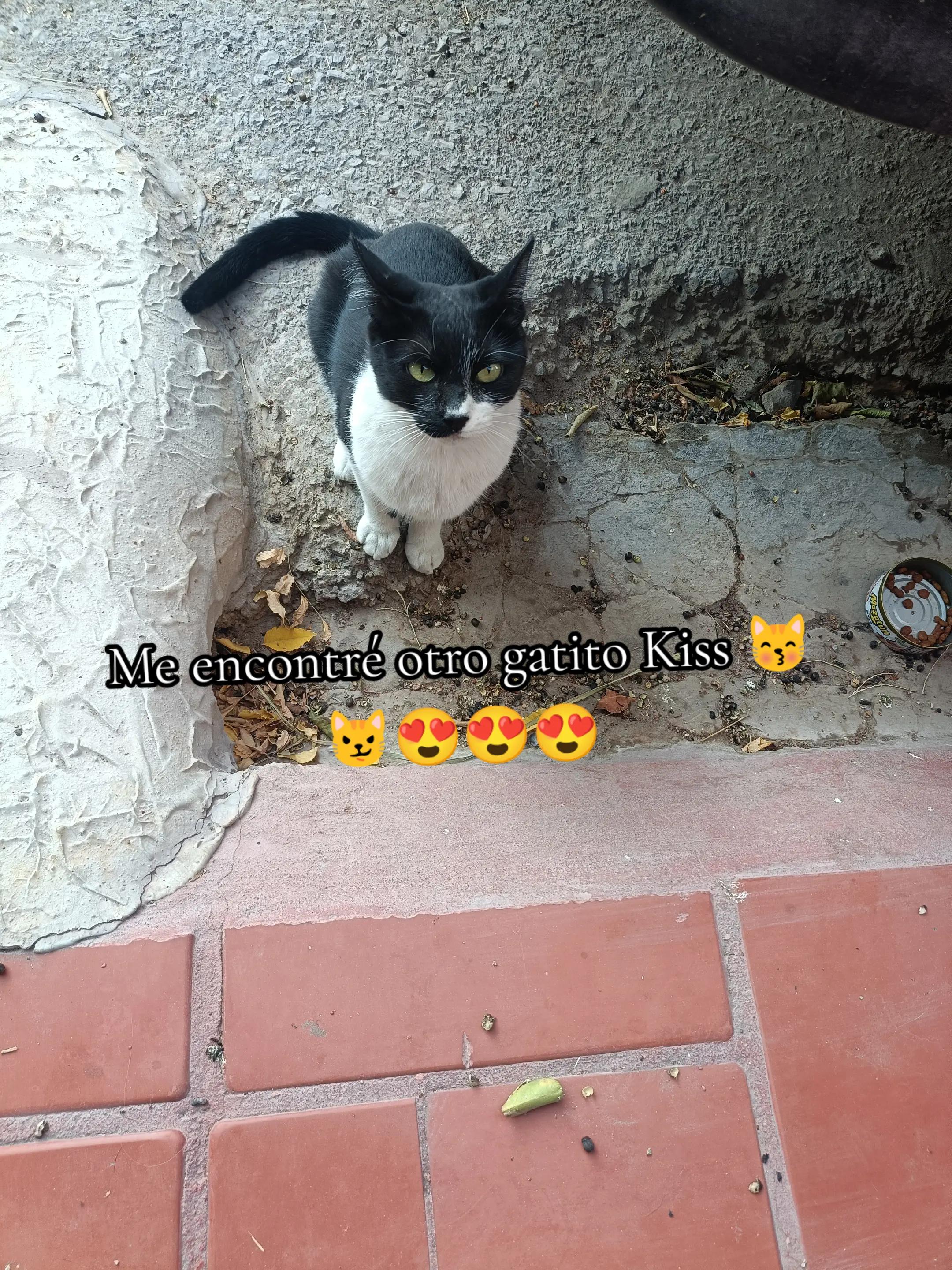 @la loca de los gatos 😽