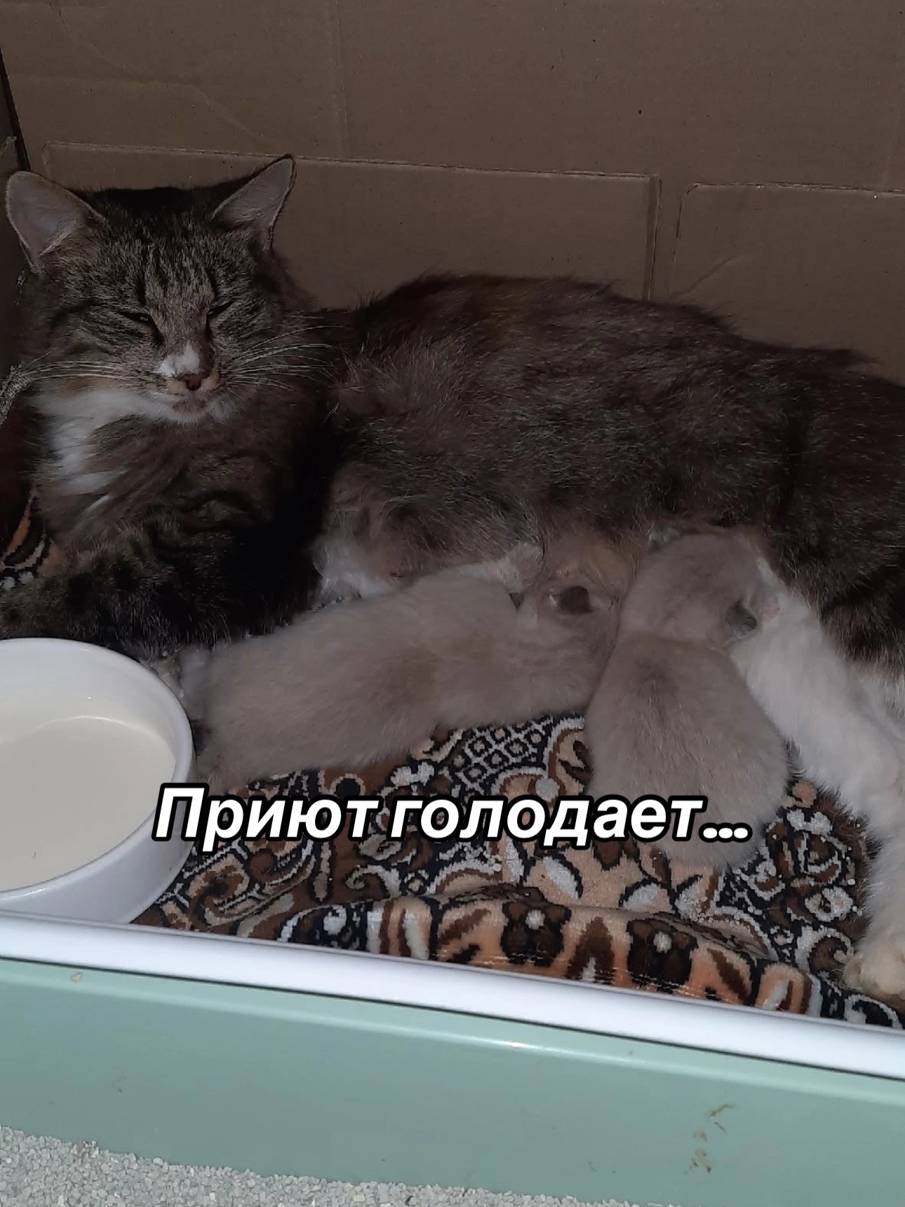 @Приют для животных Потеряшка