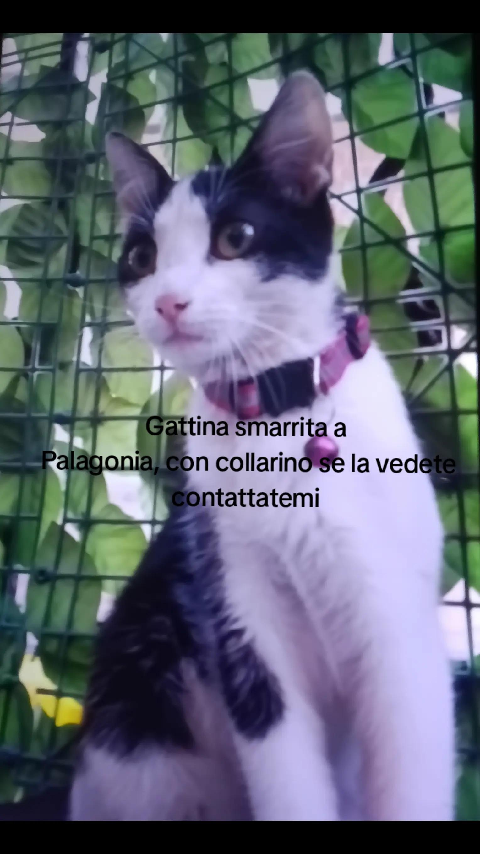 @Giulia