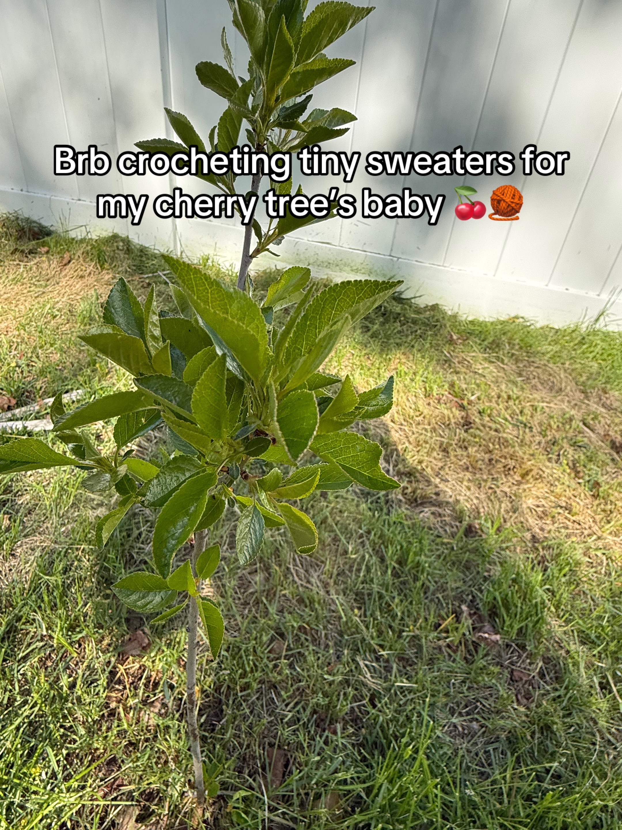 @Olenka 🐞