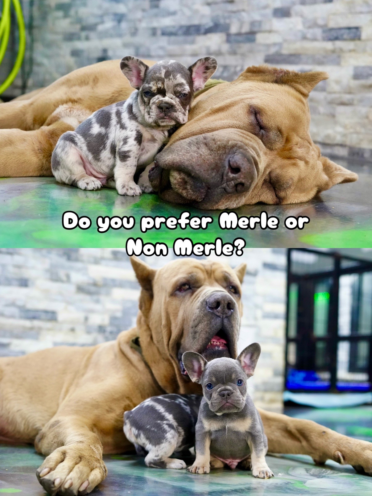 @The Bulldog Breeder