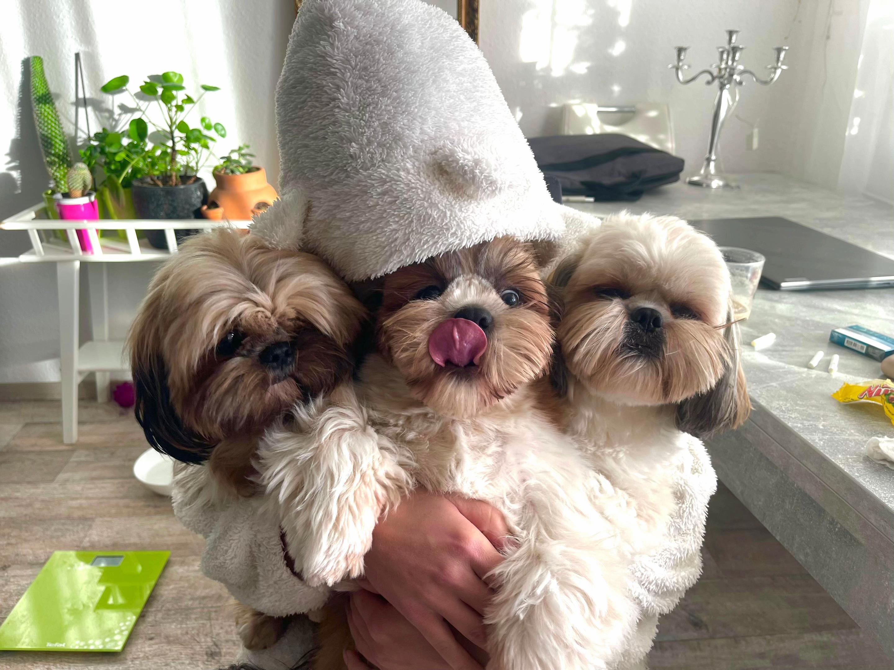 @Oscar😎  Lyalya 🥰 Hugo😜