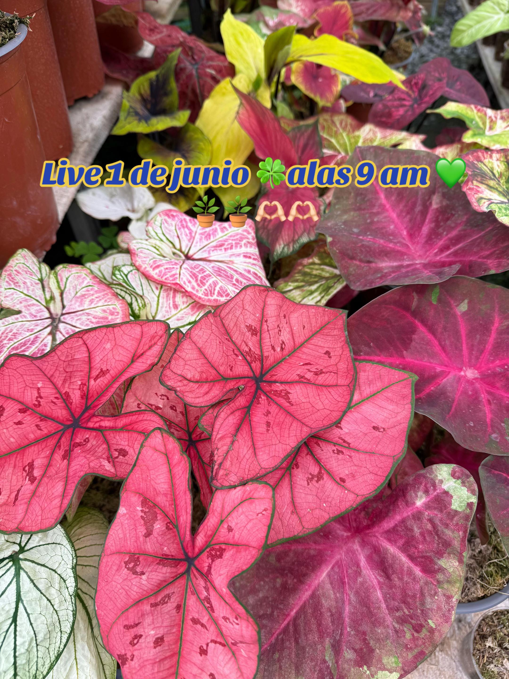 @Gianna.Plants 💚🍀🪴🇵🇪