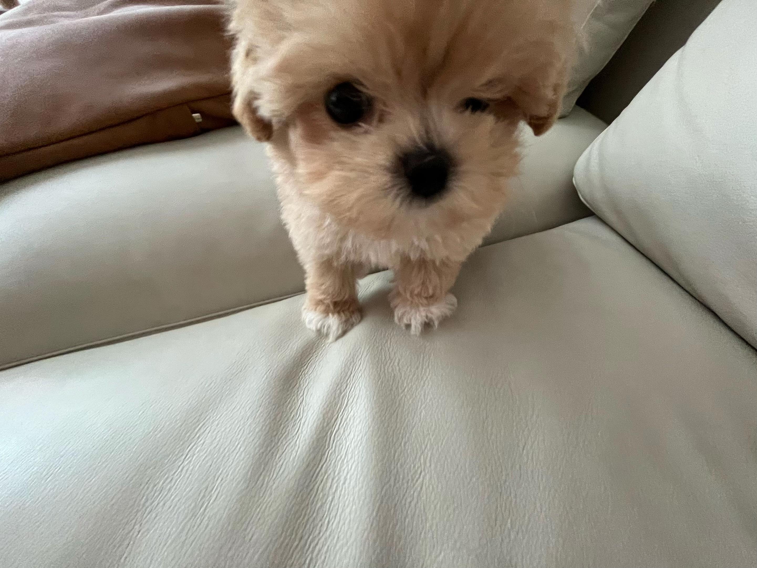 @박줄격