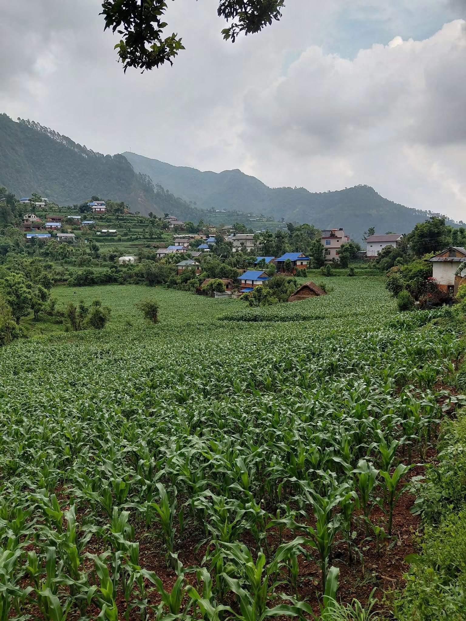 @Manish Adhikari