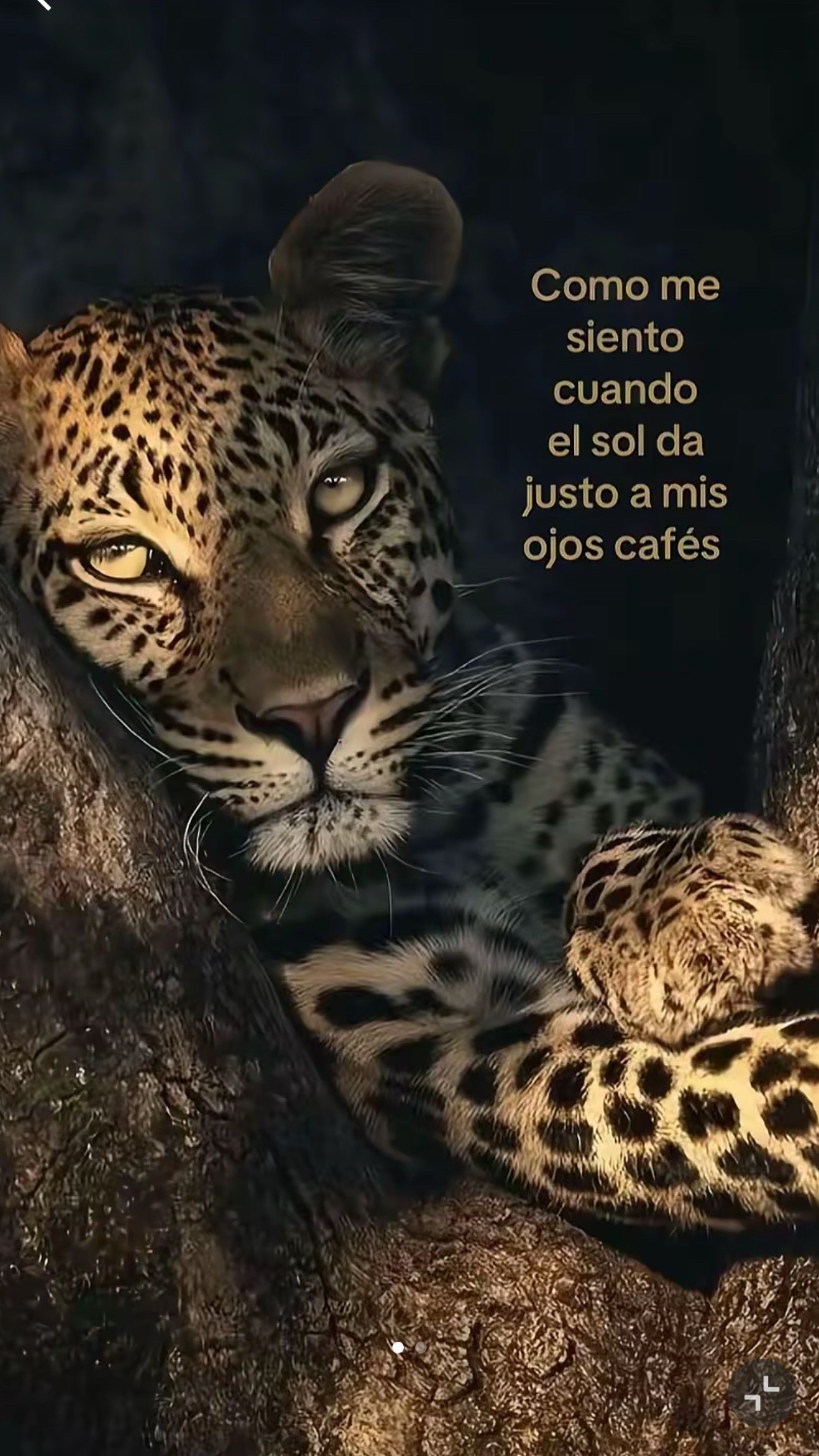 @𝓜