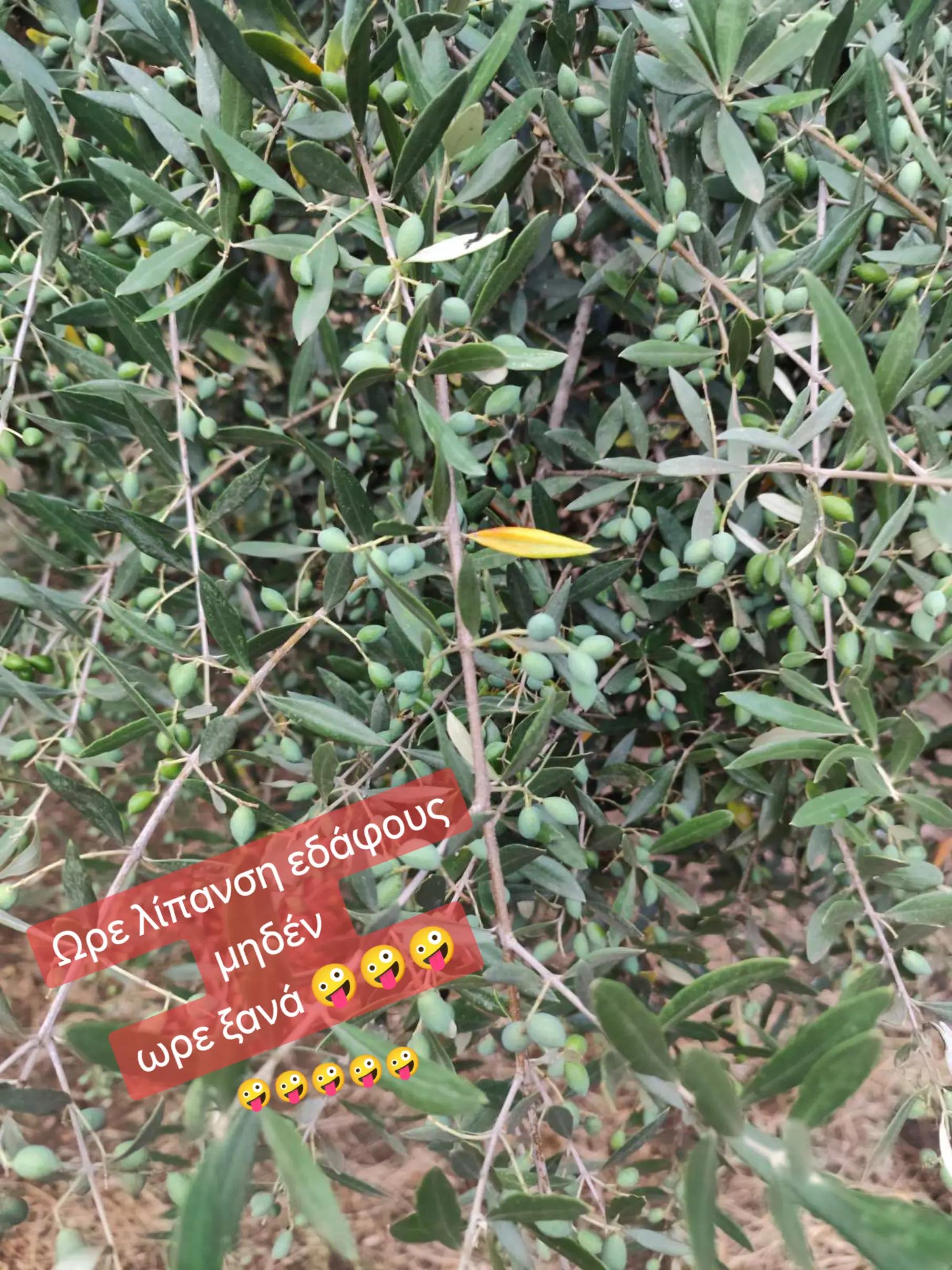 @&Alpha;&gamma;&alpha;&lambda;&iota;&alpha;&nu;ό&sigmaf; &Iota;&omega;ά&nu;&nu;&eta;&sigmaf; &Gamma;&epsilon;&omega;&pi;ό&nu;&omicron;&sigmaf;