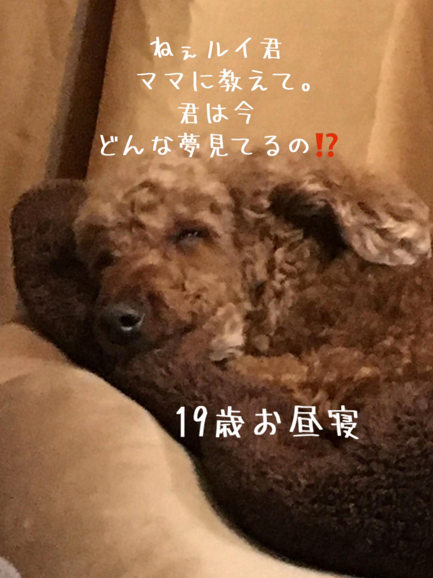 @ルイママ