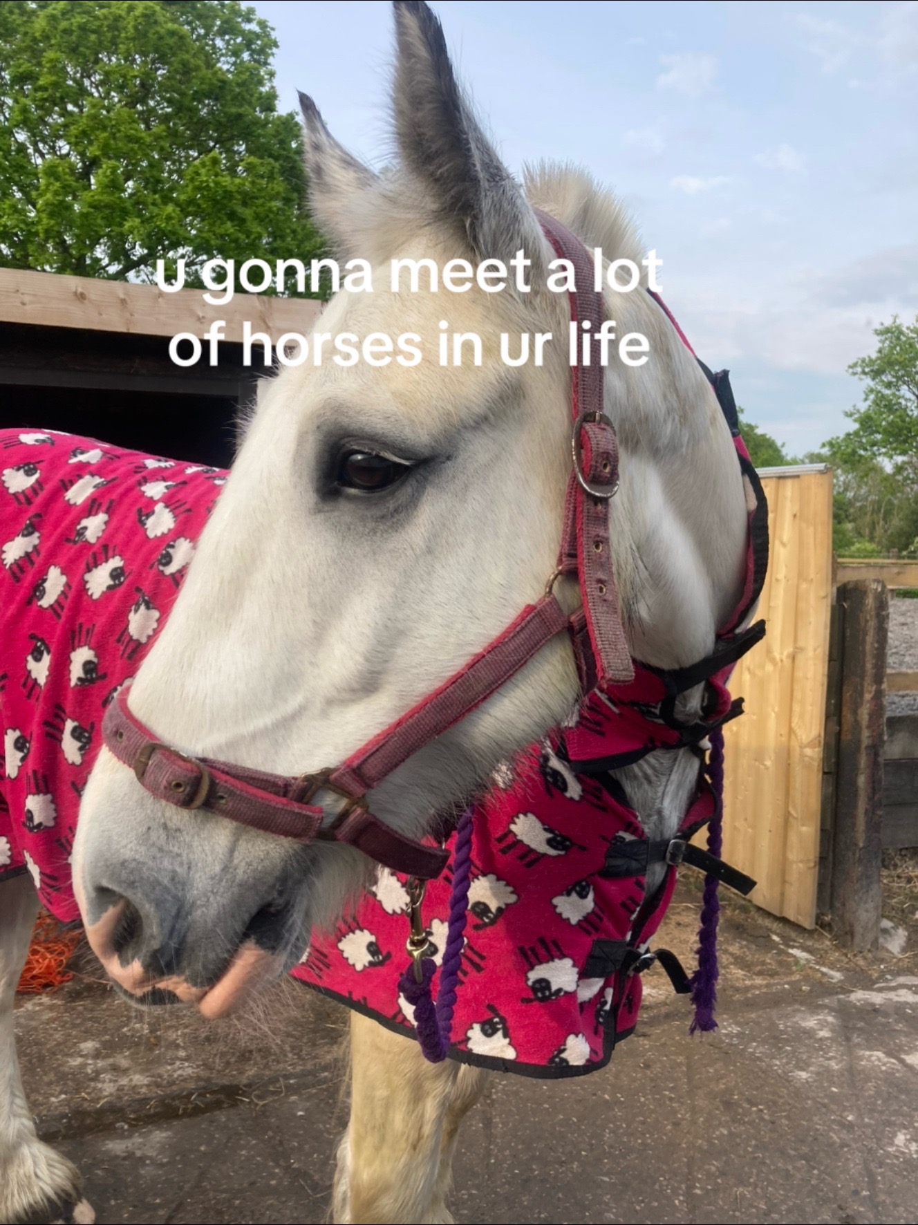 @horse
