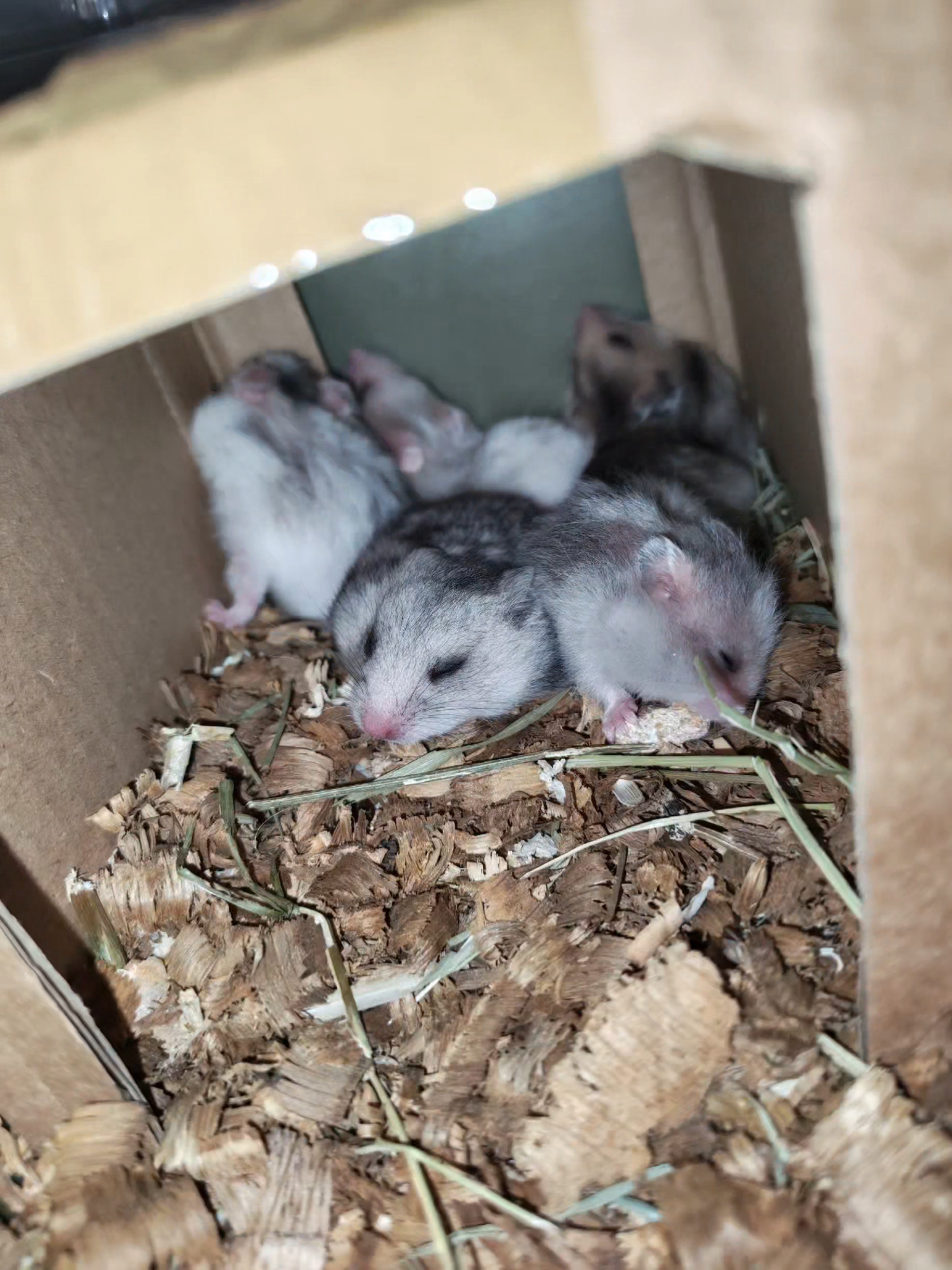 @Animal Passion