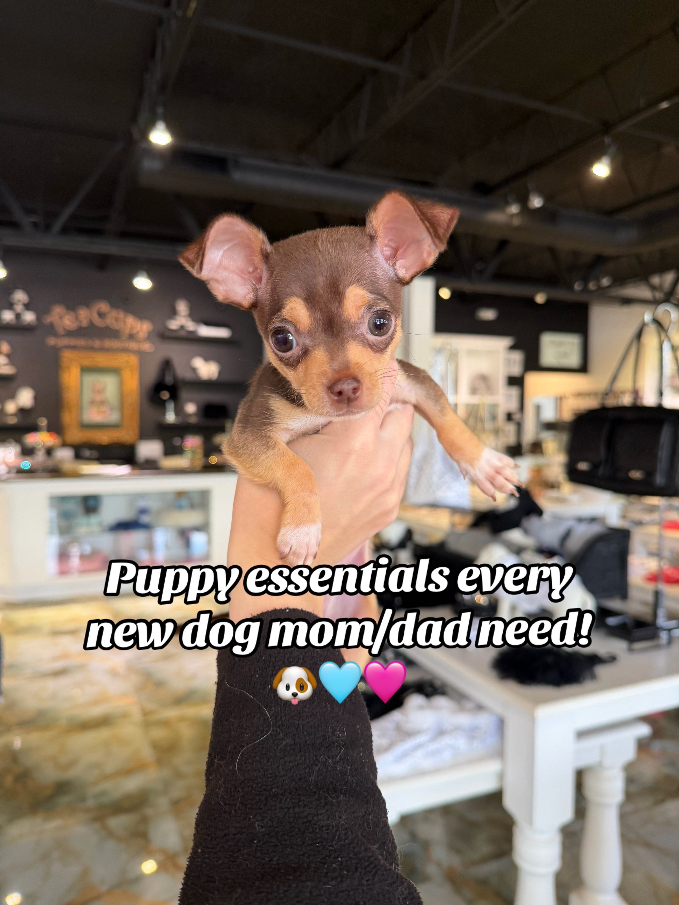 @TeaCups, Puppies & Boutique &reg;️