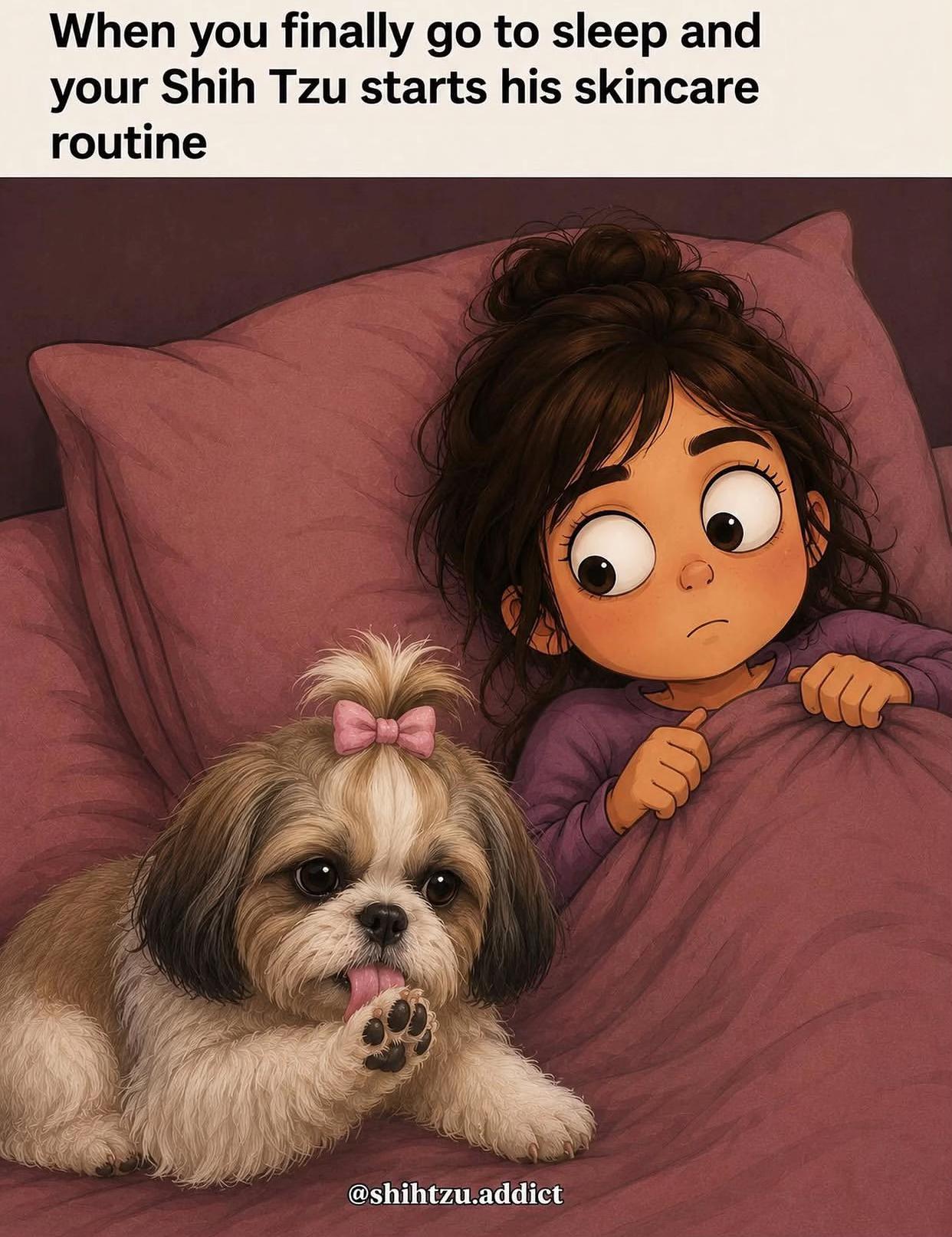 @Teacup Shih Tzu Puppies