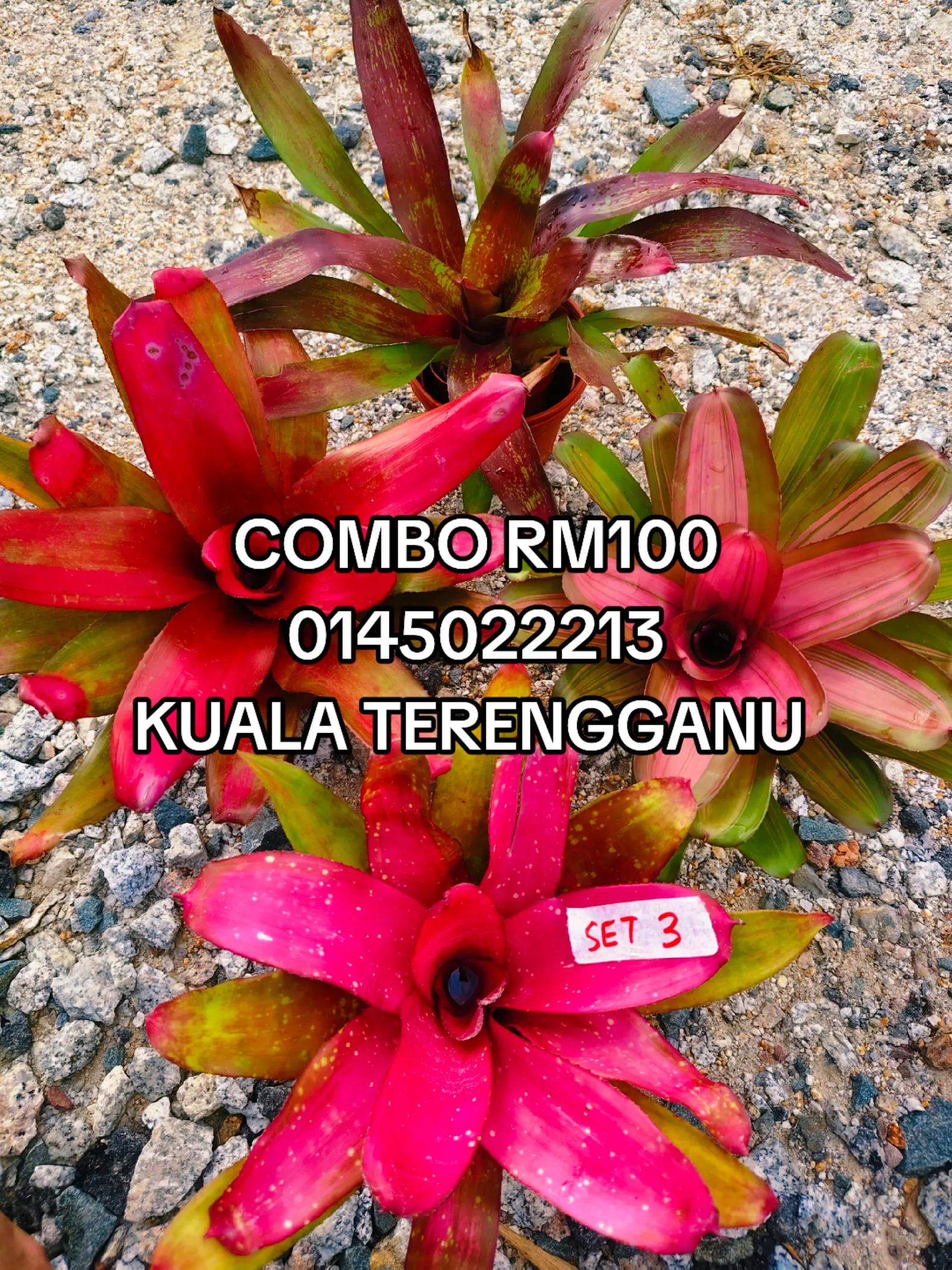 @MEKNA Garden