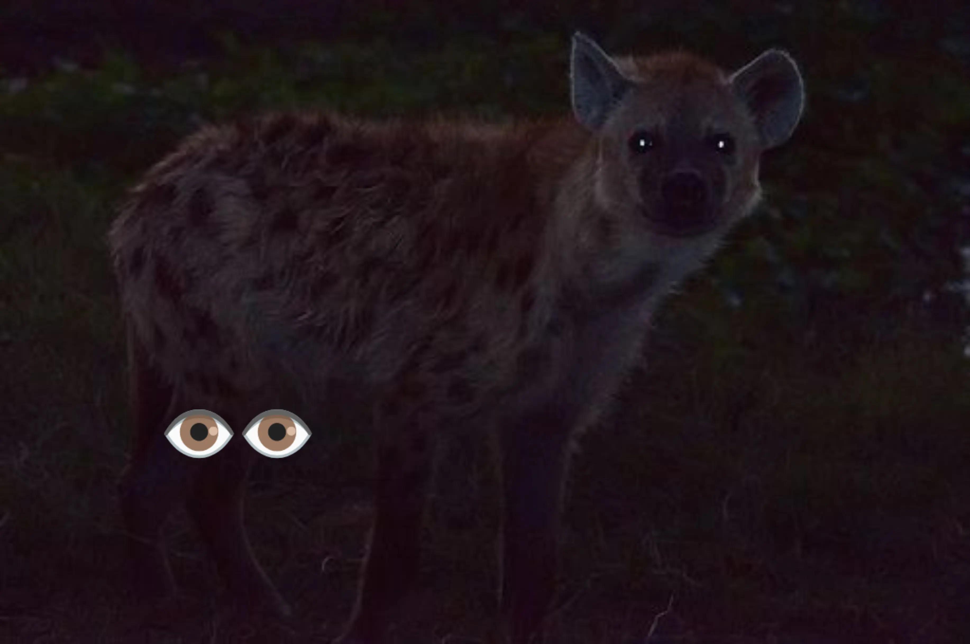 @AbrahamTheHyena✝️