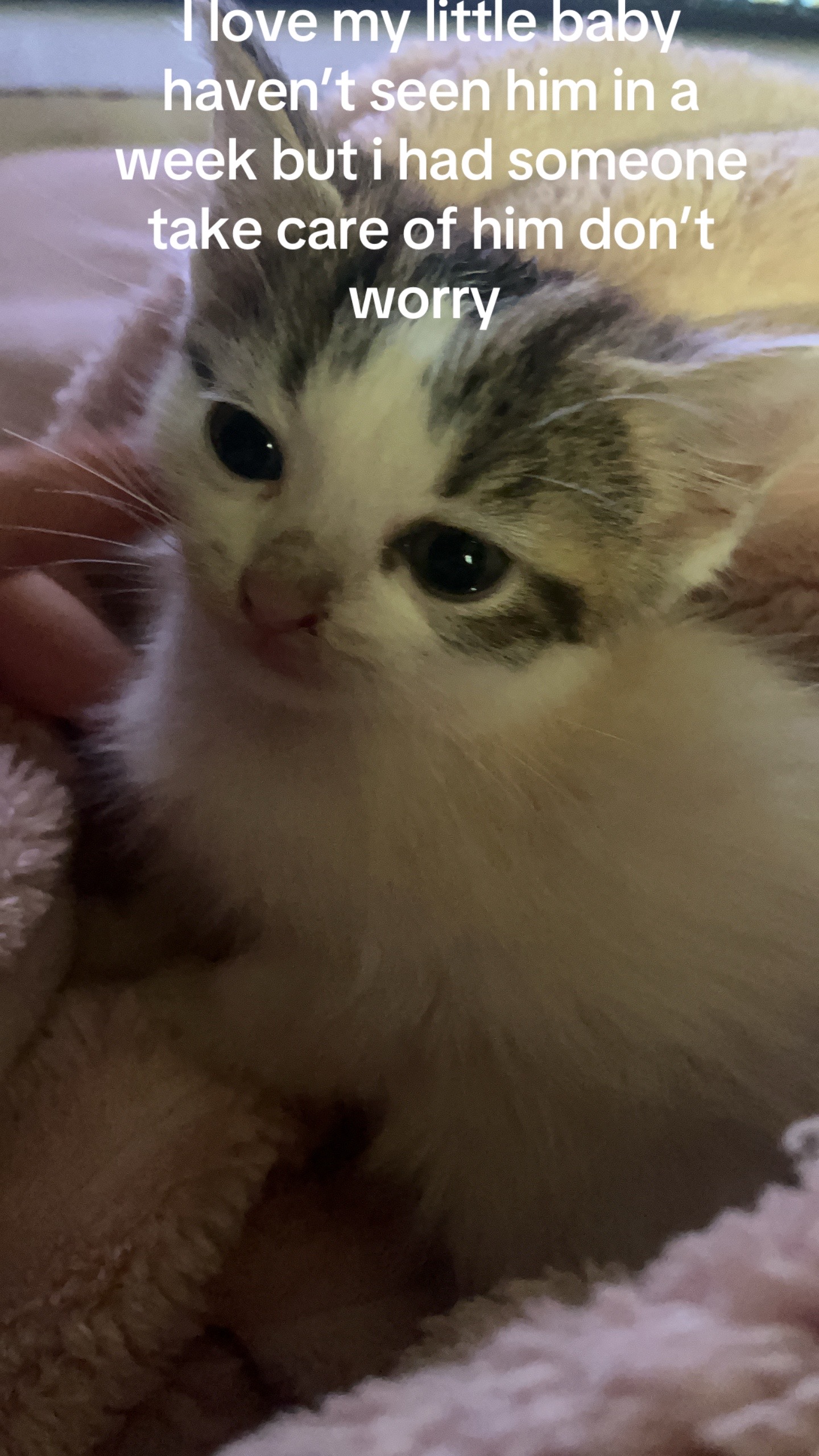 @kittencattuff