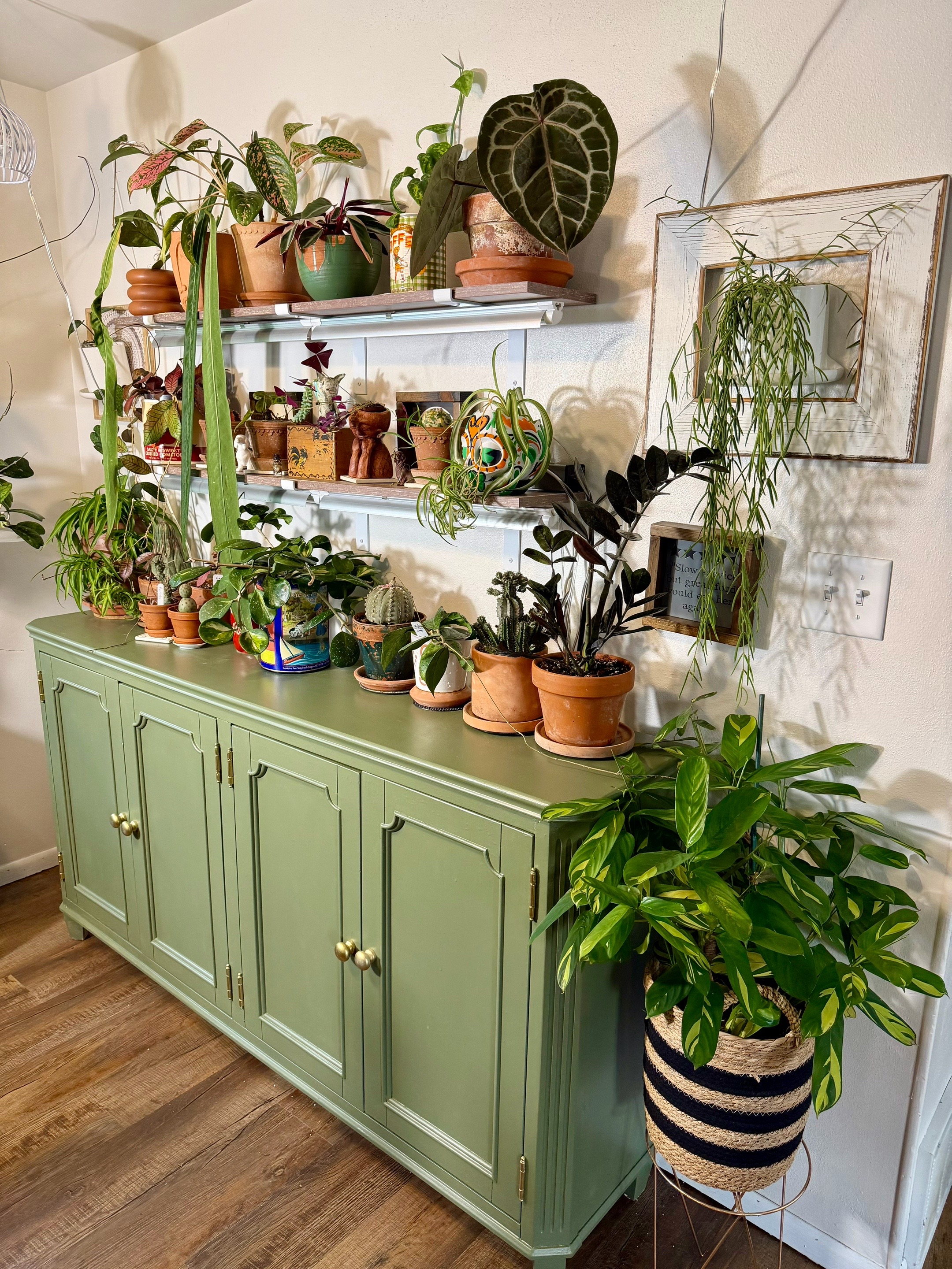 @Pothosiblyaboutplants