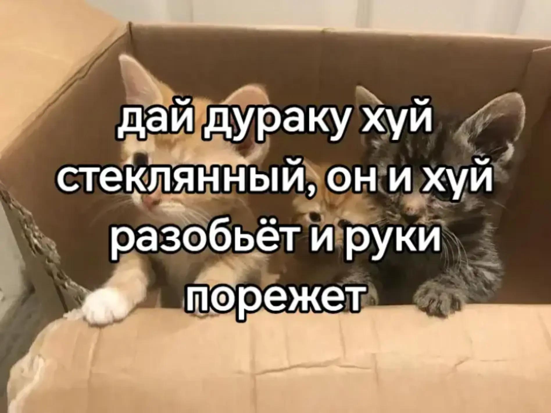 @лупикал